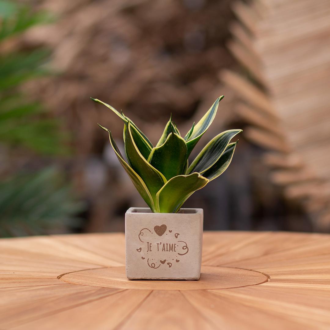 Congreet plant pots + Sansevieria | Je t'aime
