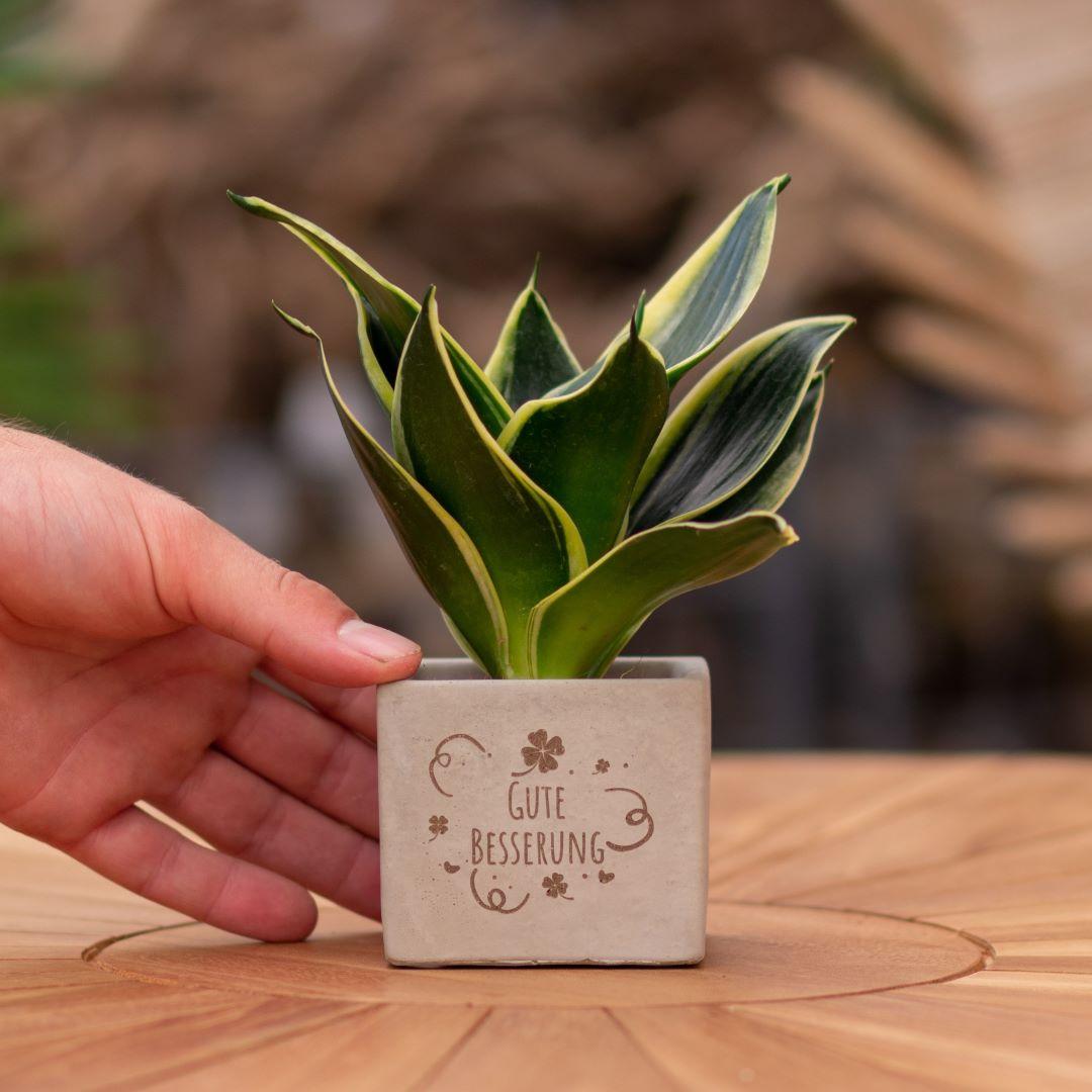 Congreet Blumentöpfe + Sansevieria | Gute Verbesserung