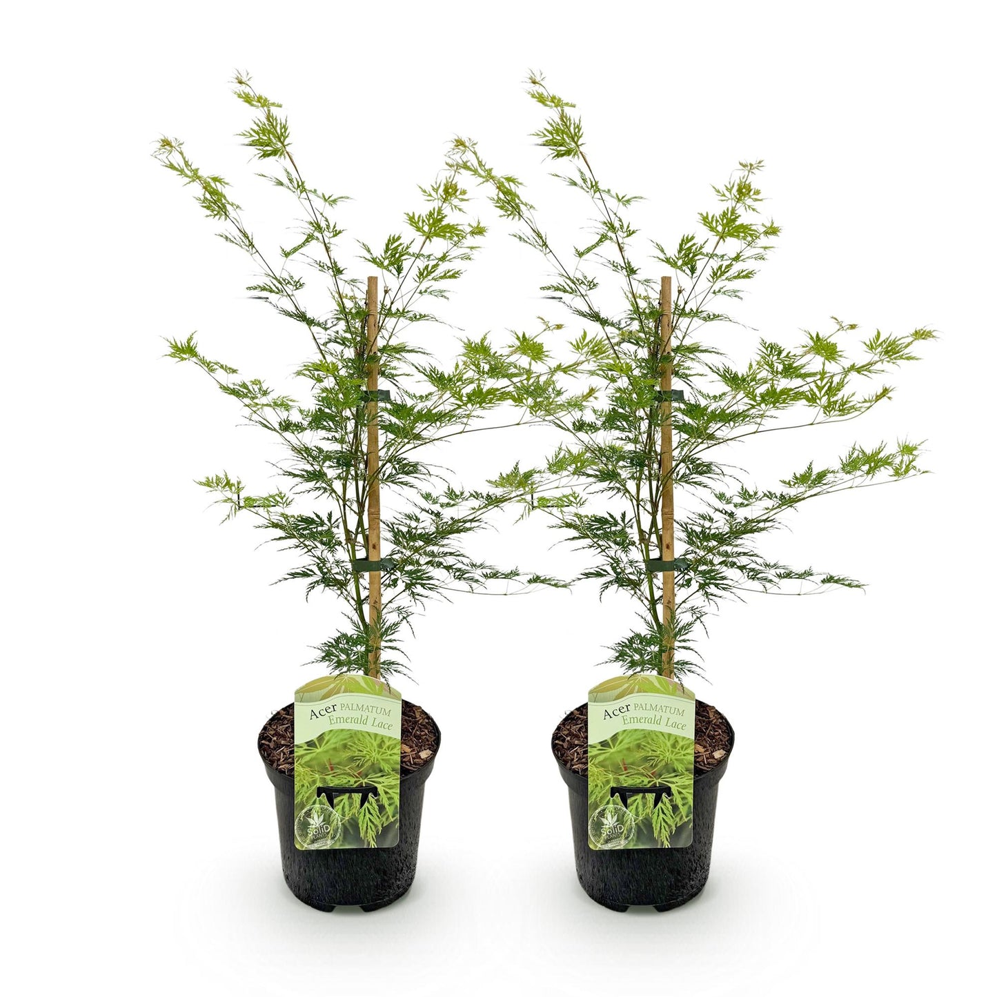 Green boutiQ - Terrace plant - Japanese Maple - Acer palmatum Emerald Lace - Green - 2 Plants - Deciduous - Pot 19cm Height 70cm