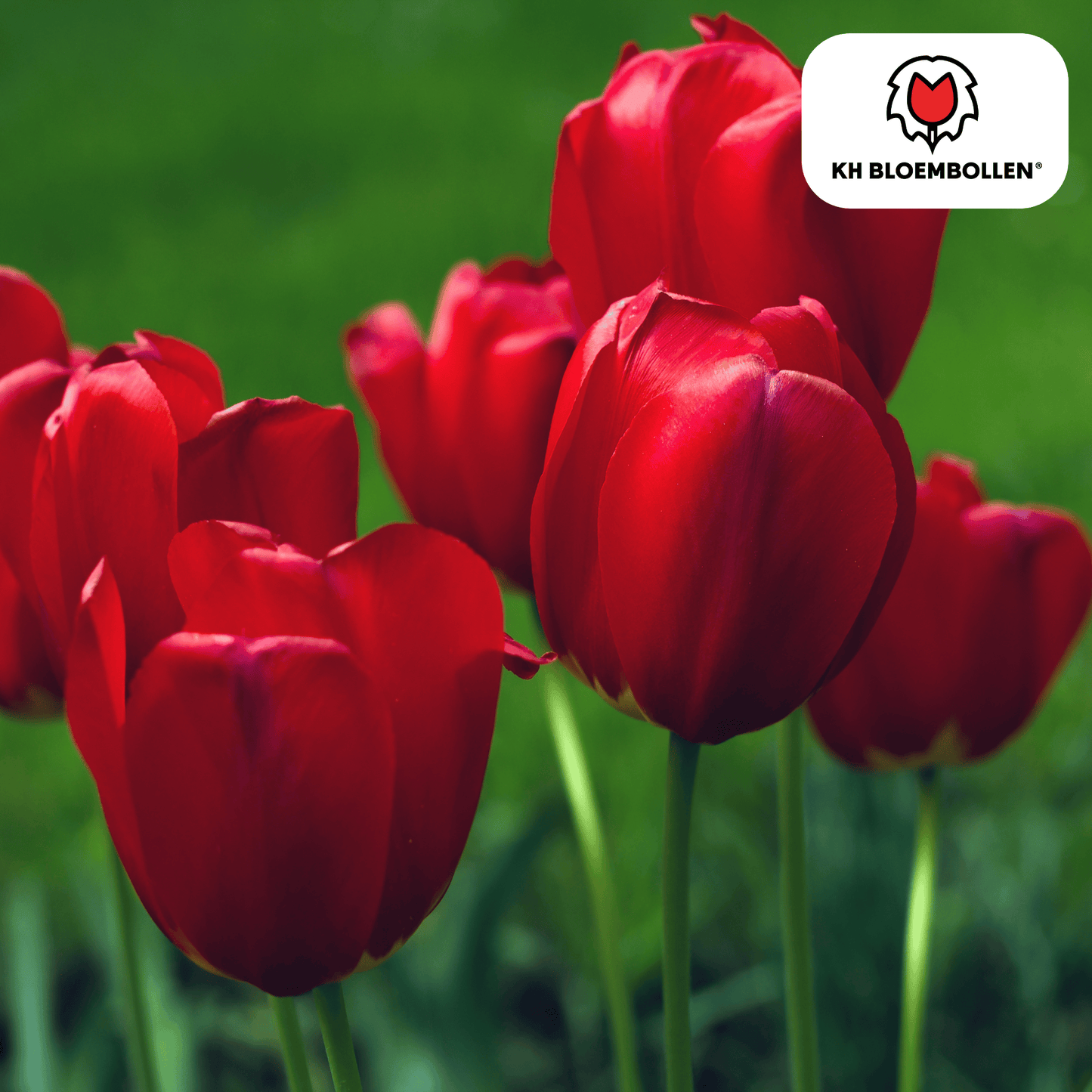 Tulpenbollen Seadov – 20 Stuks