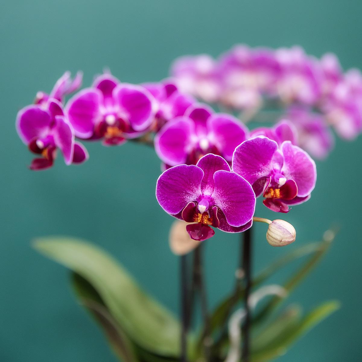 Kolibri Orchids | COMBI DEAL of 4 purple phalaenopsis orchids - Morelia - pot size Ø9cm | flowering houseplant - fresh from the grower