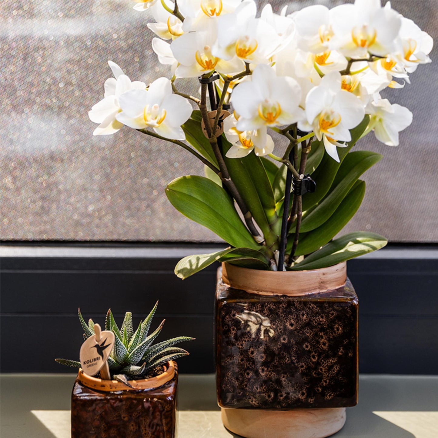 Kolibri Orchids | white phalaenopsis orchid, pot size Ø9cm | Lausanne | flowering houseplant - fresh from the grower