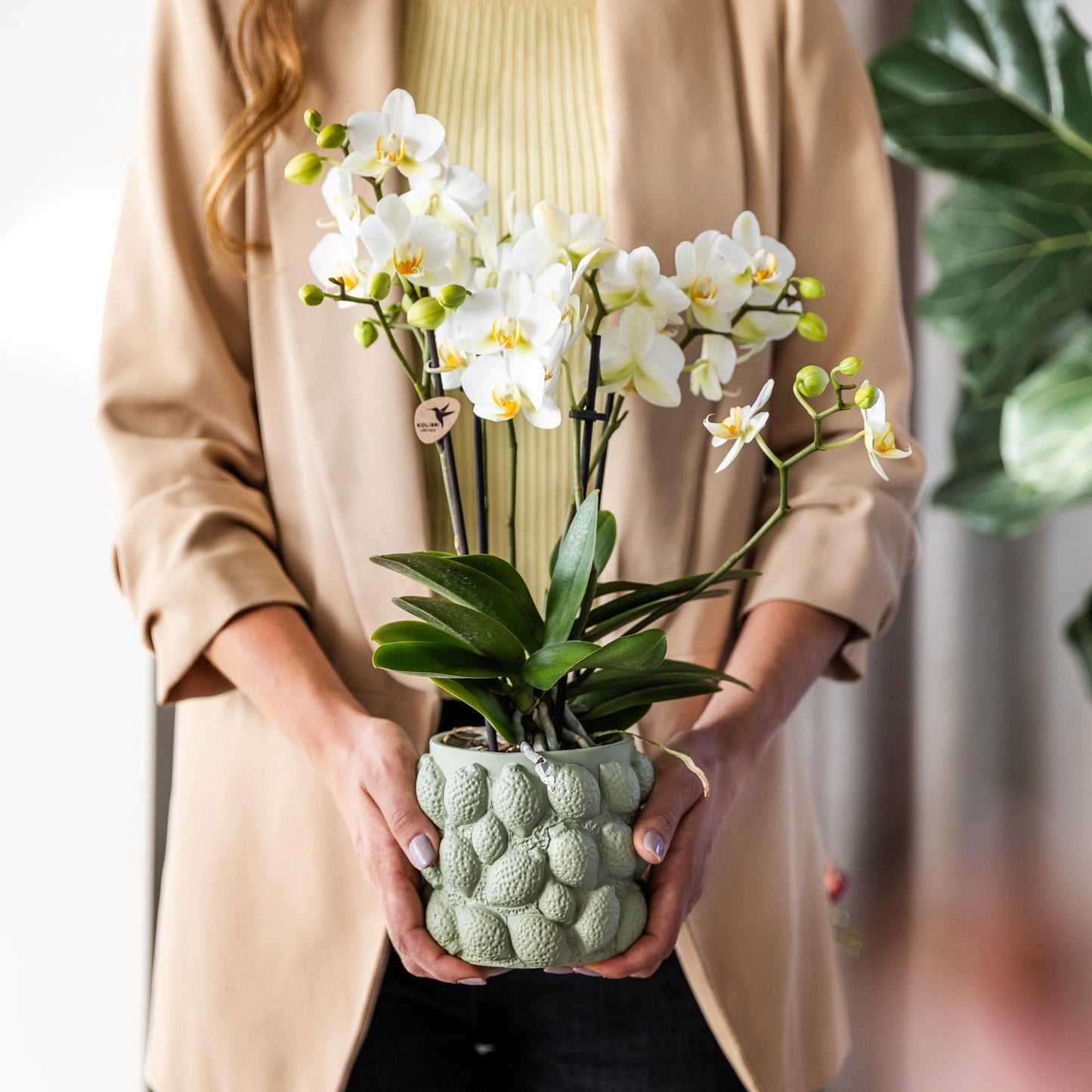 Kolibri Orchids | white phalaenopsis orchid, pot size Ø9cm | Lausanne | flowering houseplant - fresh from the grower