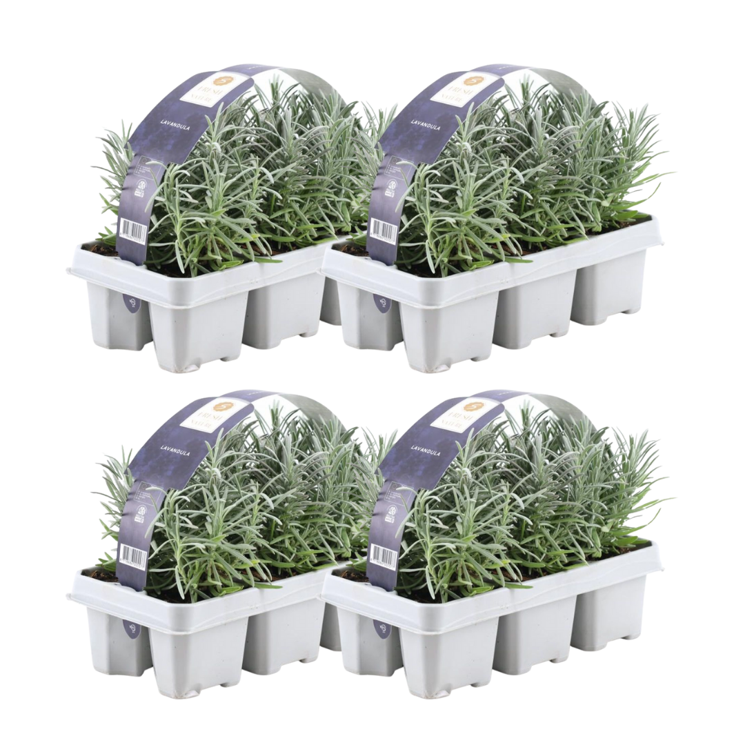 4x 6 pack Lavender angustifolia - Ø7 cm - ↕15 cm