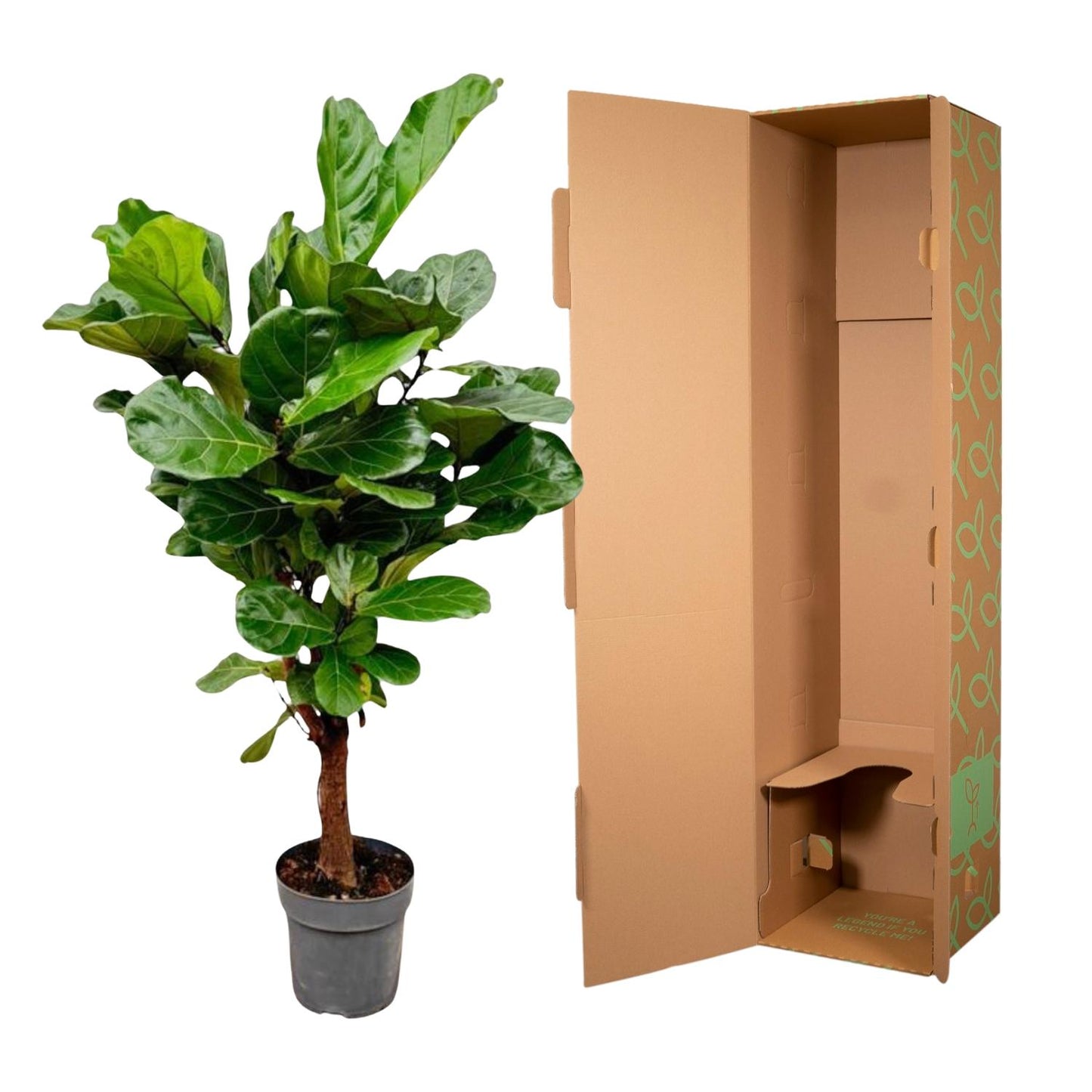 Ficus Lyrata branched - 150cm - ø24
