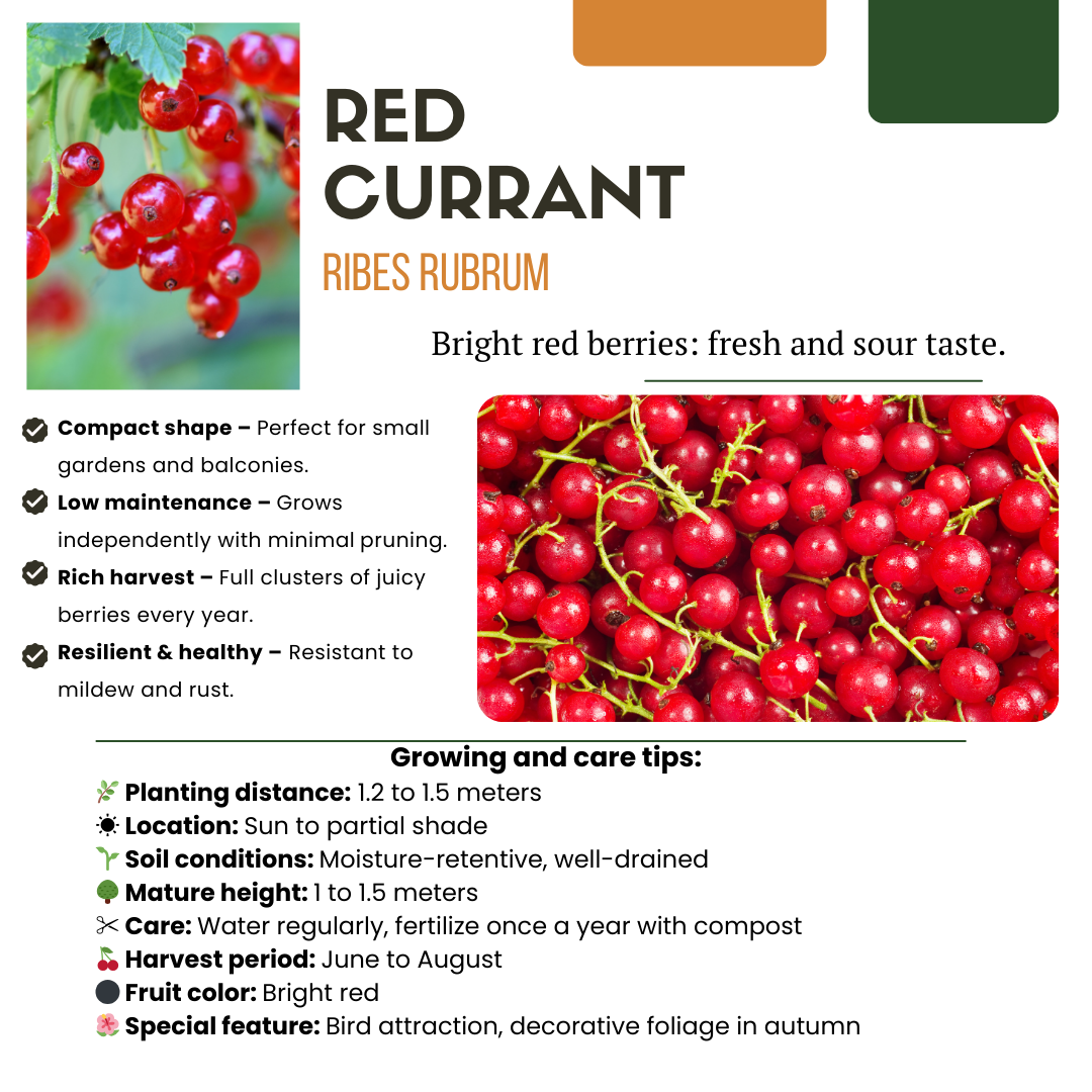"Fruit Oasis" BIO Fruit Plants Mix Set of 5 Different Types