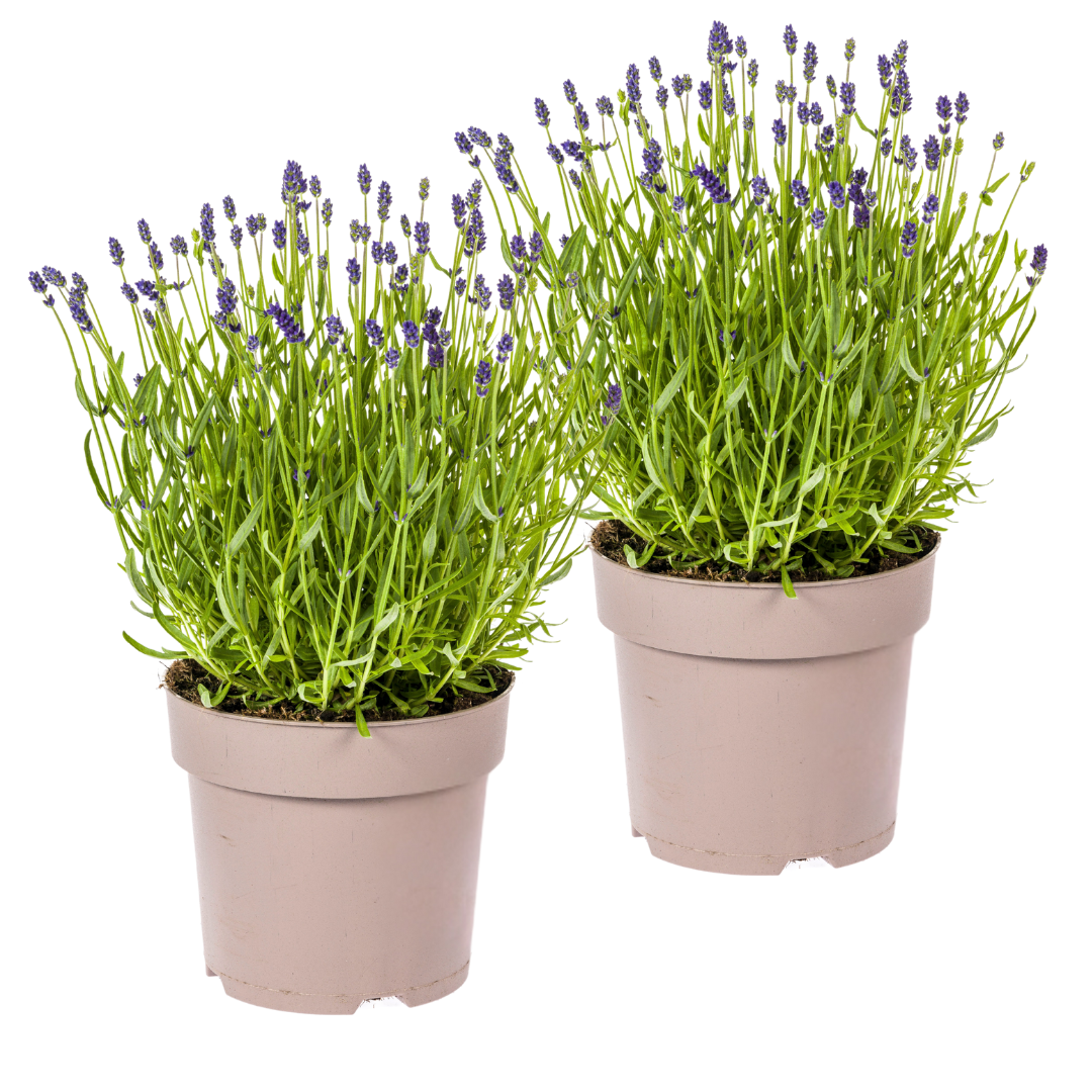 2x Lavandula angustifolia Ø19cm - ↕40 - 50cm