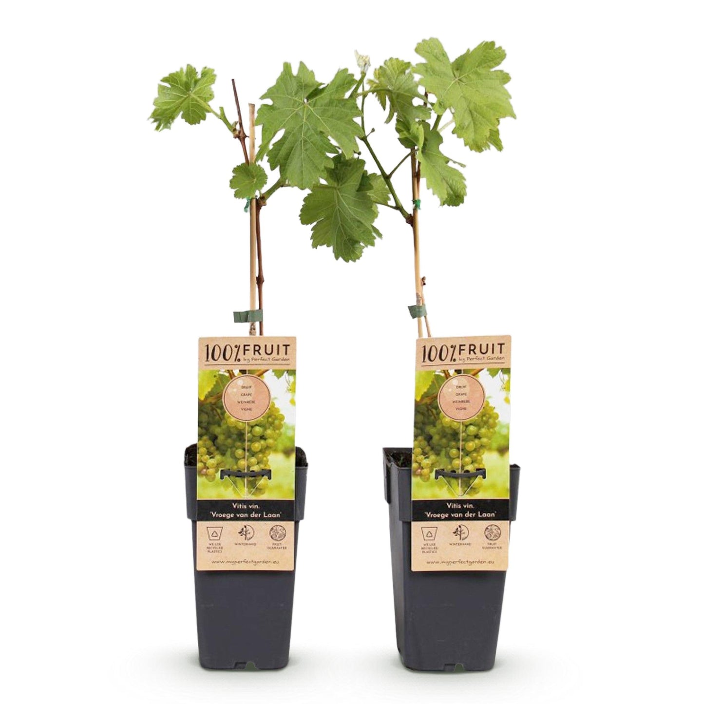 Green boutiQ - Fruit plant - White Grape - Vitis vinifera Vroege van der Laan - 2 plants - Pot 15cm Height 50cm