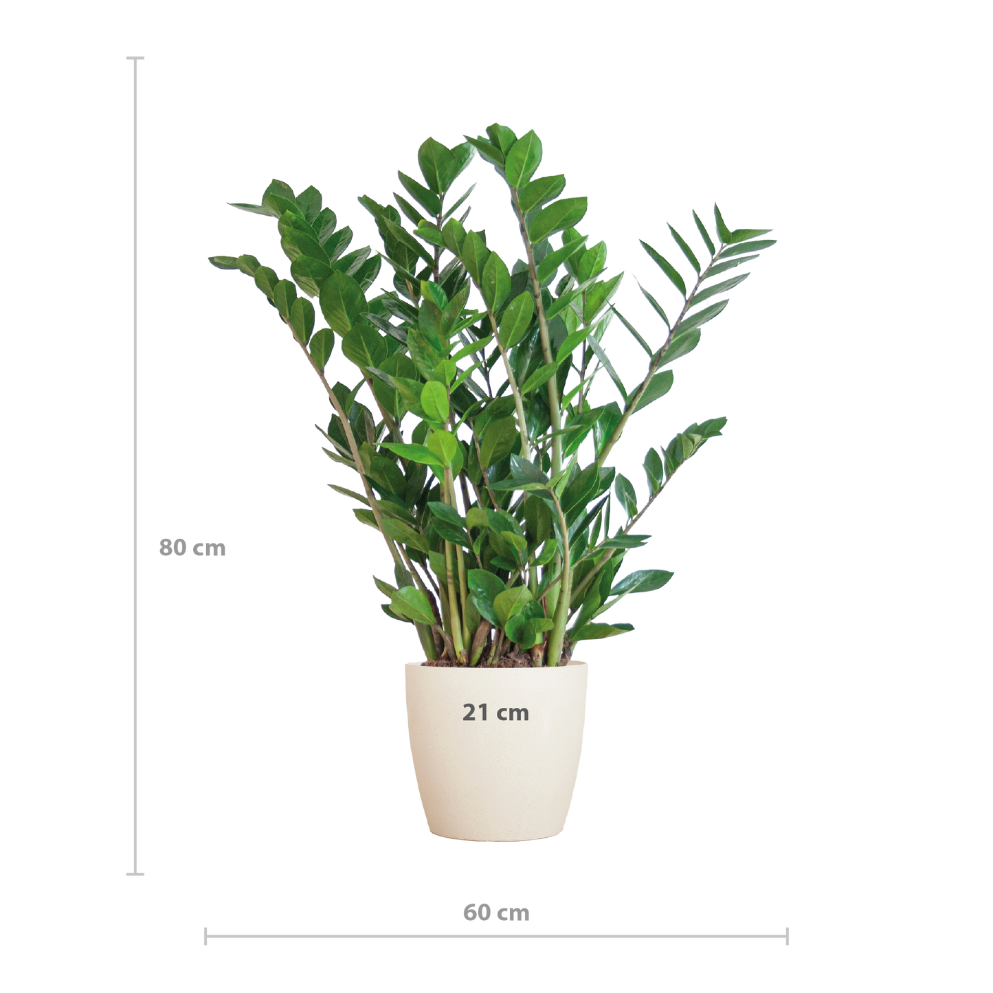 Zamioculcas Zamiifolia with Viber white - 80cm - Ø21