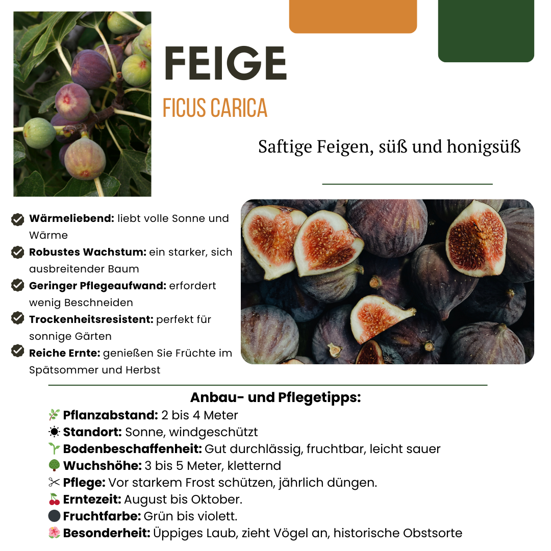 3 x Organic Fig Trees - Ø 13 cm - ↨ 20 cm