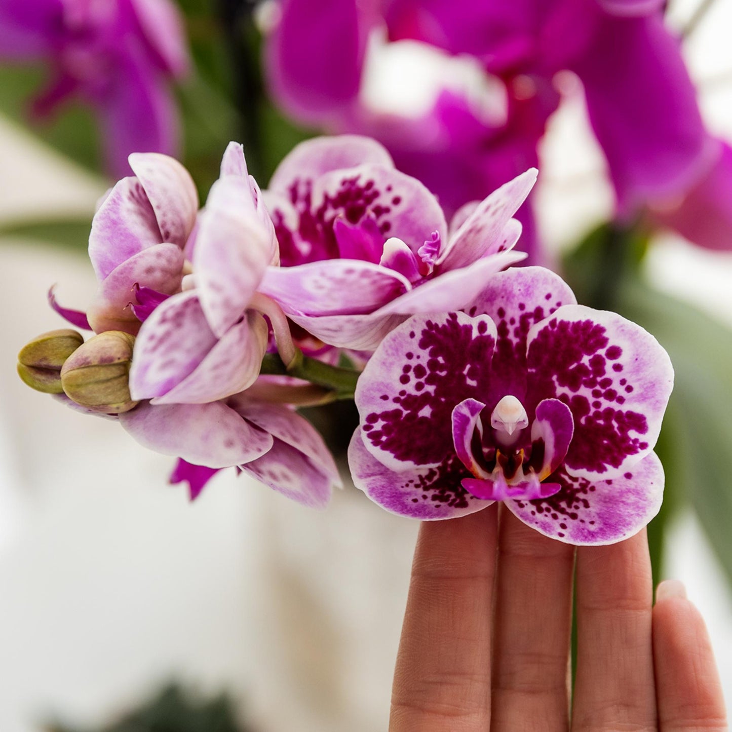 Kolibri Orchids | Pink-purple phalaenopsis orchid pot size Ø9cm | El Salvador | flowering houseplant - fresh from the grower