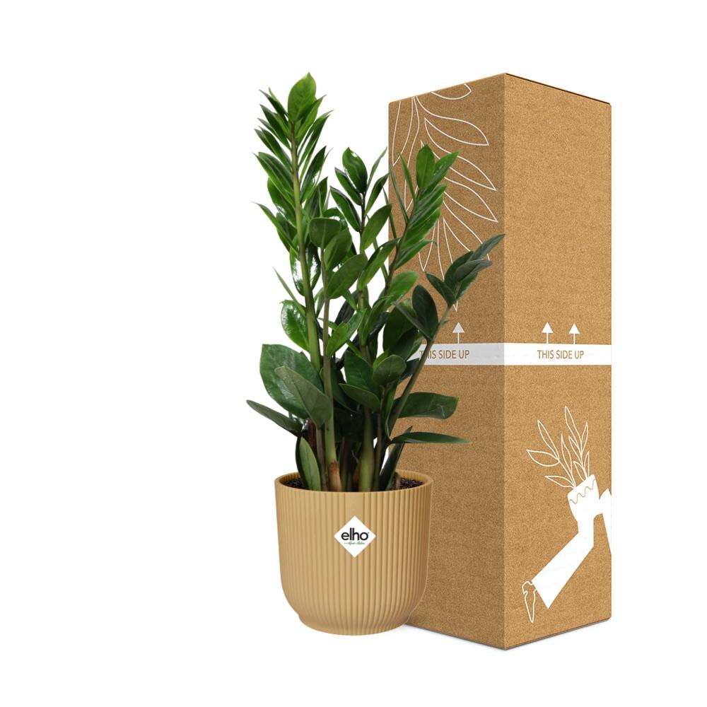 Zamioculcas – Height 45-50 in ELHO Vibes Fold 14cm yellow