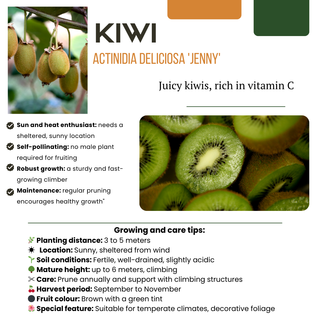 3 x Organic kiwi plants - Ø 13 cm - ↨ 20 cm