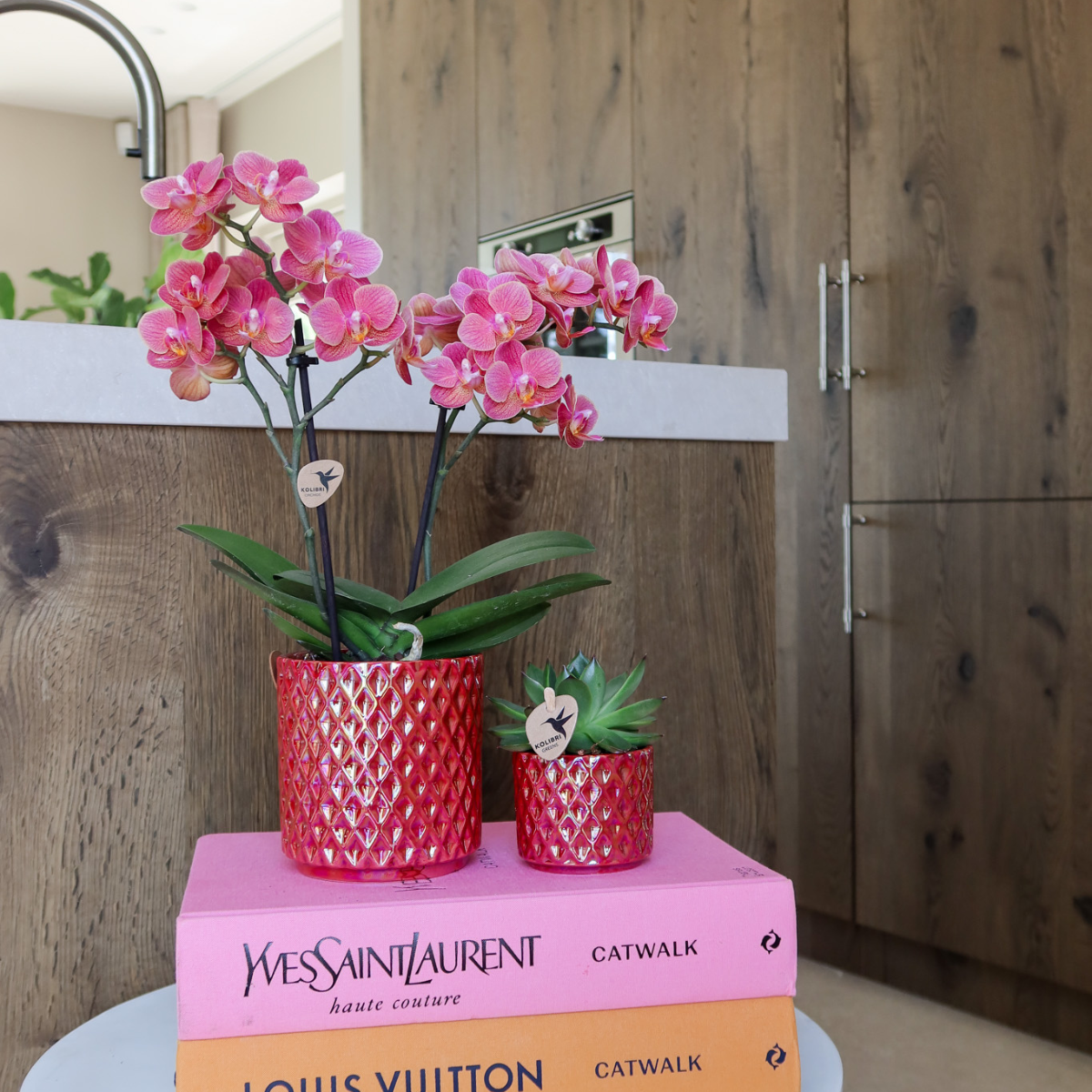 Hummingbird Orchids | red phalaenopsis orchid Congo + Diamond Pearl Pot red - pot size Ø9cm | flowering houseplant - fresh from the grower