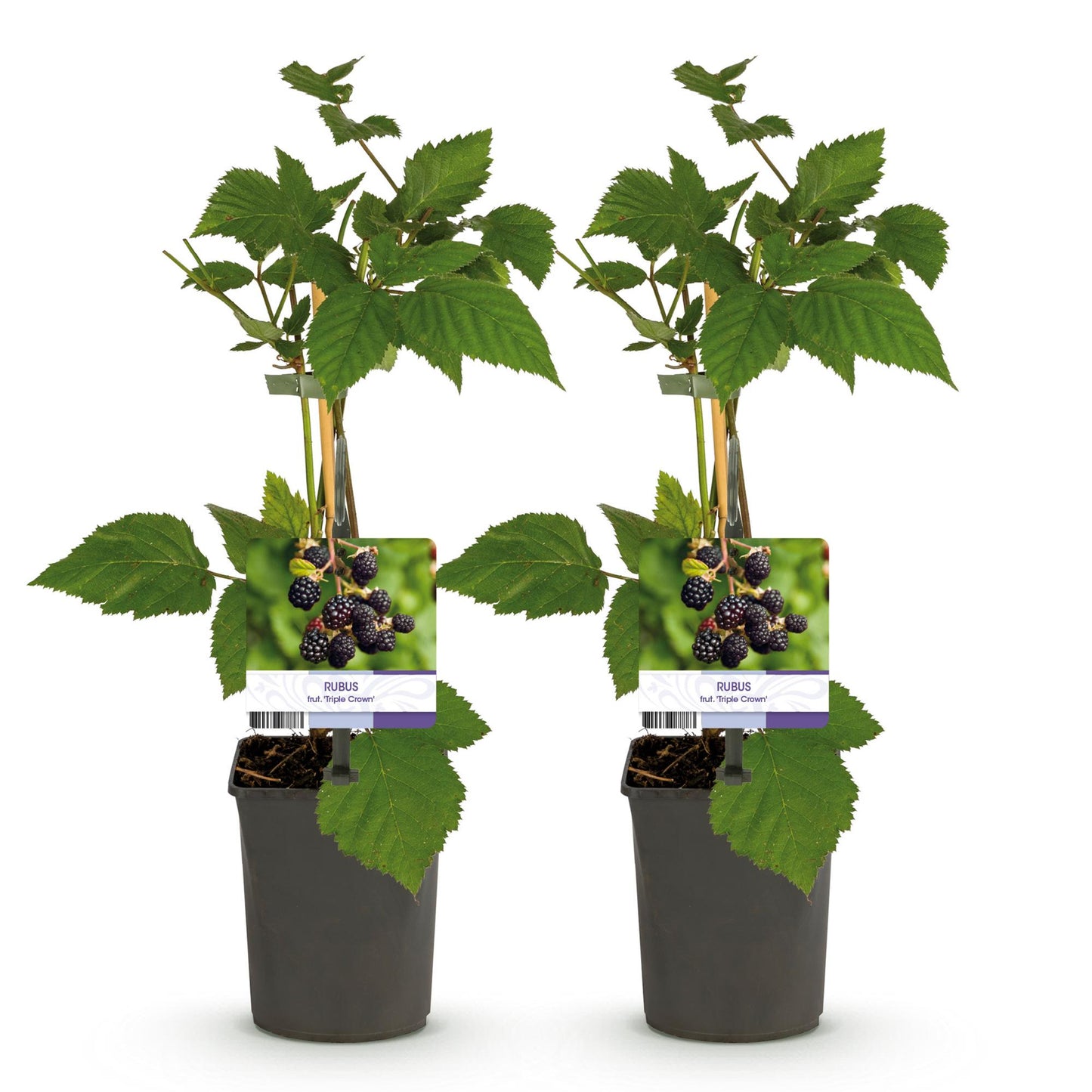 Green boutiQ - Fruitplant - Braam - Rubus fruticosus Triple Crown - Zwarte Braam - Doornloos - 2 planten - Pot 11cm Hoogte 40cm