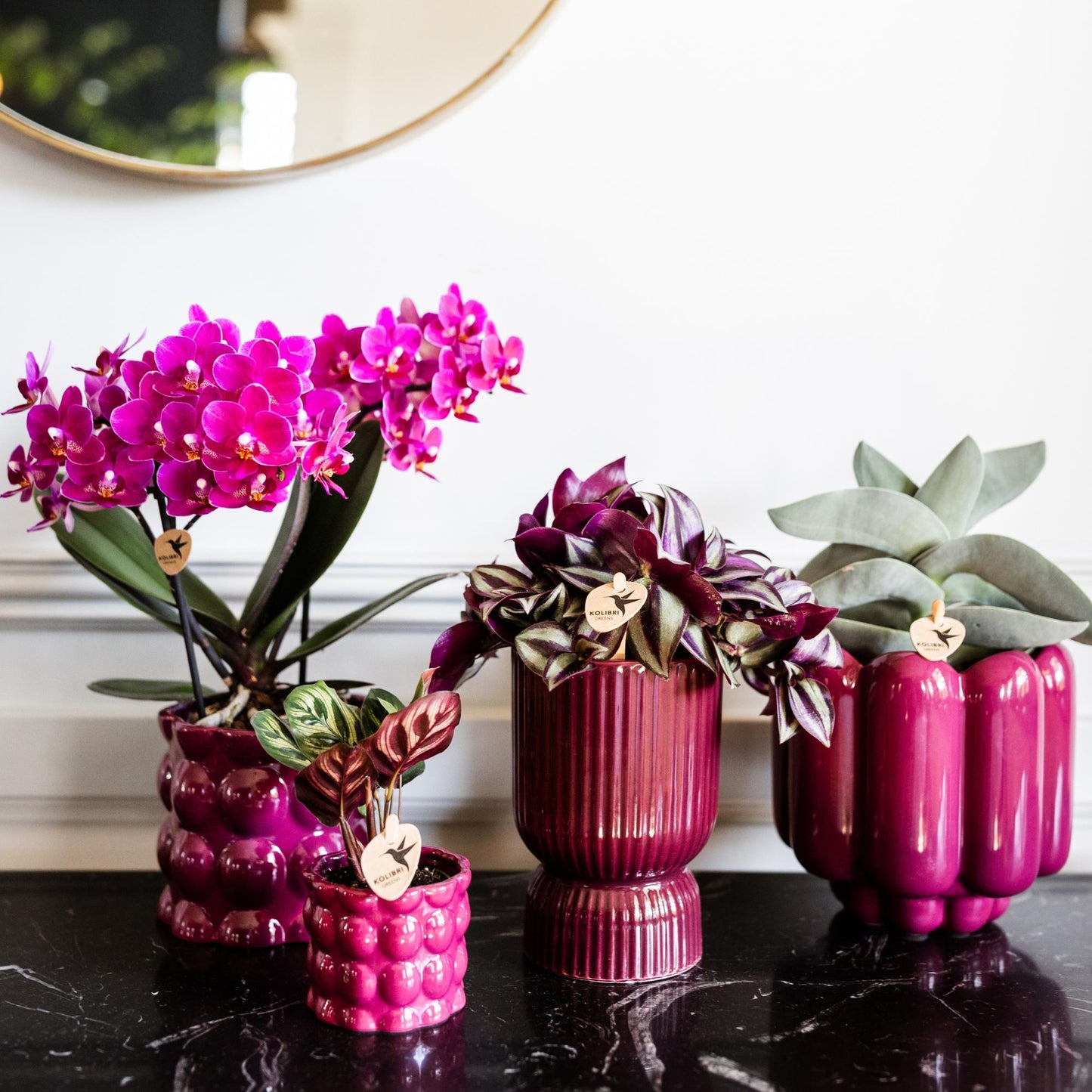 Kolibri Orchids | Purple phalaenopsis orchid pot size Ø9cm | Morelia | flowering houseplant - fresh from the grower
