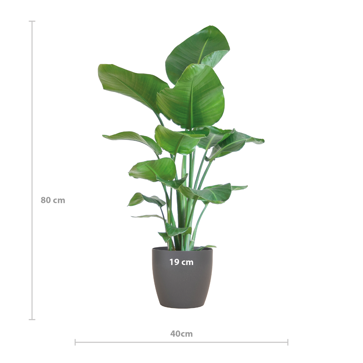 Strelitzia Nicolai with Viber pot grey - 80cm - Ø21