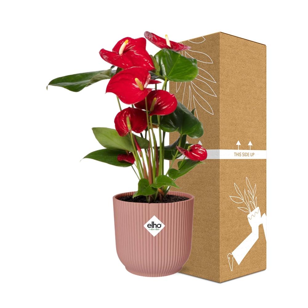 Anthurium Red 12cm in ELHO Vibes Fold 14cm pink