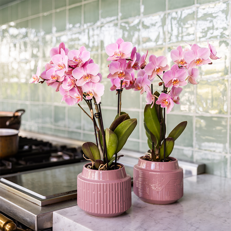 Surprise box mix - single-colored plant advantage box - surprise box with 2 orchids ø9cm