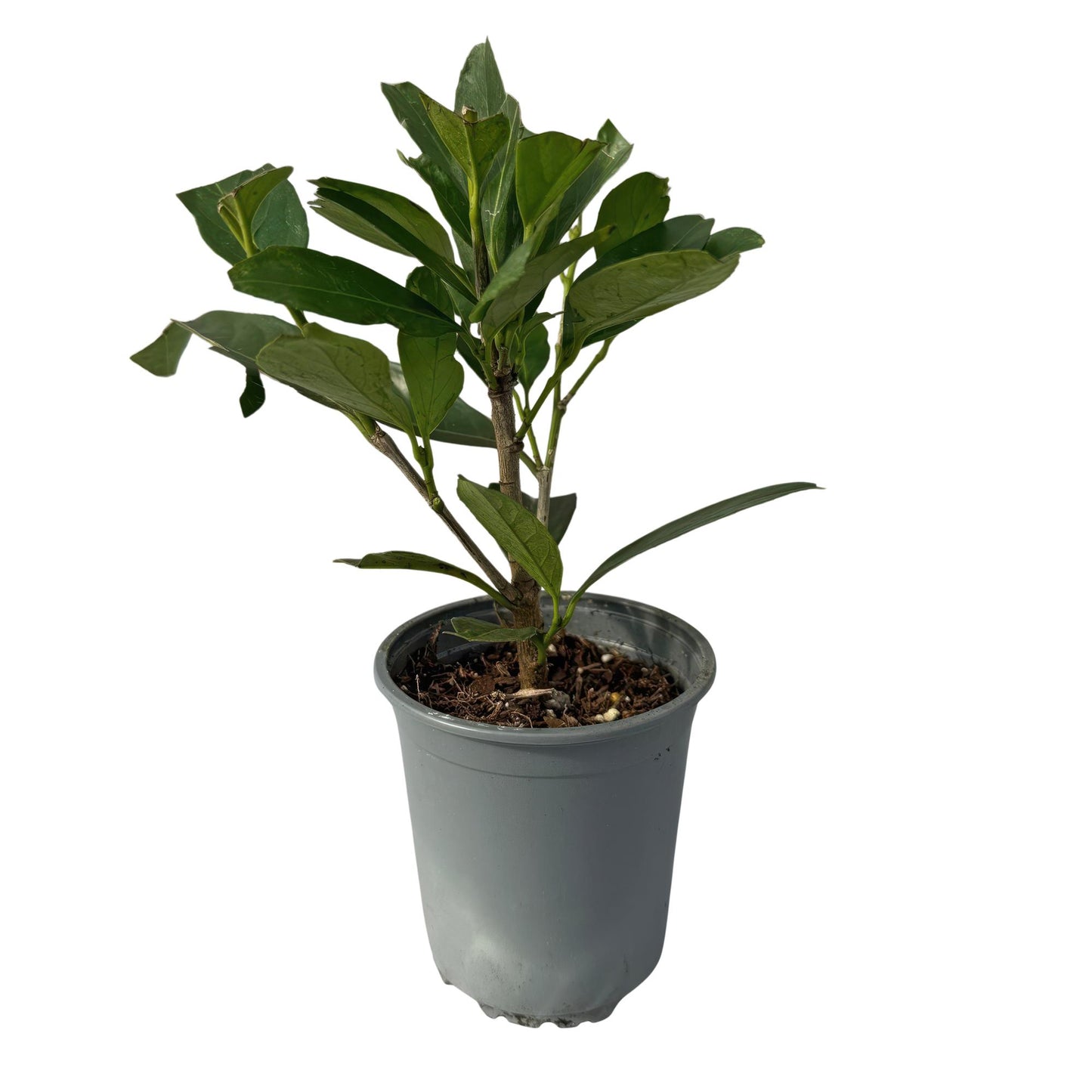 Green boutiQ - Hedge plants - Prunus laurocerasus Caucasica - green leaf - 8 plants - 1 linear meter - evergreen - pot 9cm height 30-35cm