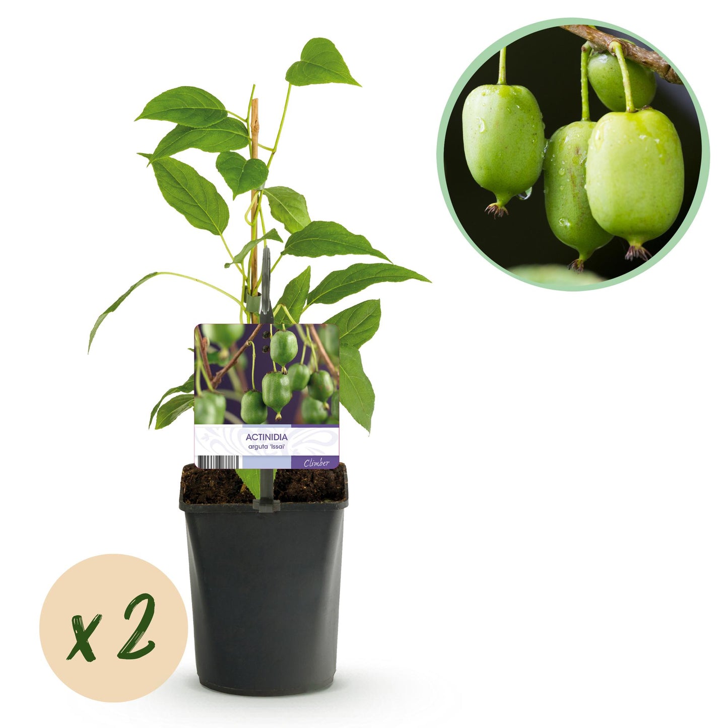 Green boutiQ - Fruitplant - Kiwi - Actinidia arguta Issai - Groene Vrucht - 2 planten - Pot 11cm Hoogte 40cm