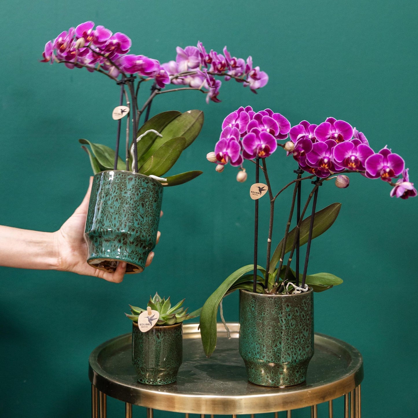 Kolibri Orchids | Purple phalaenopsis orchid pot size Ø9cm | Morelia | flowering houseplant - fresh from the grower