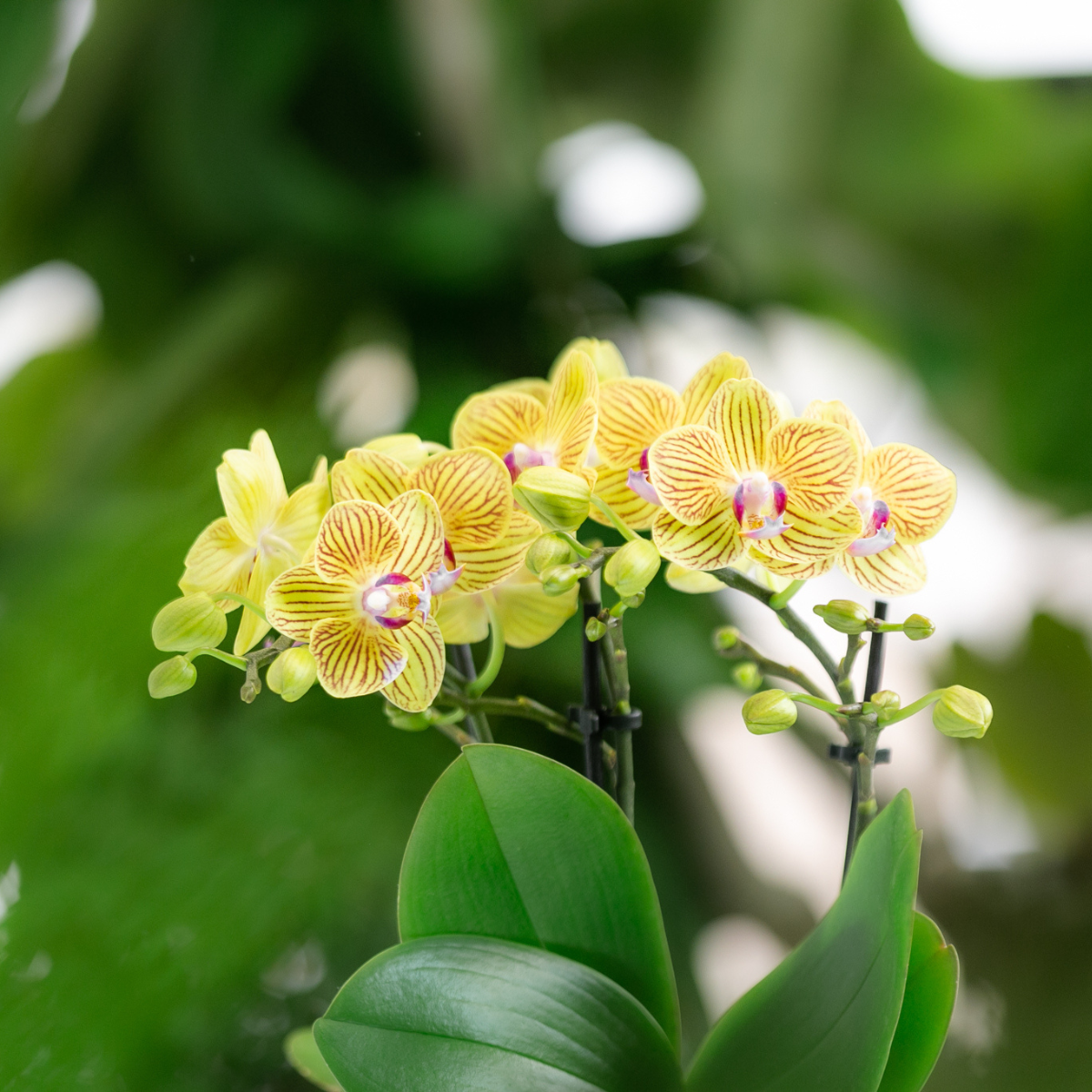 Surprise box mix - plant advantage box - surprise box with 4 different orchids ø9cm