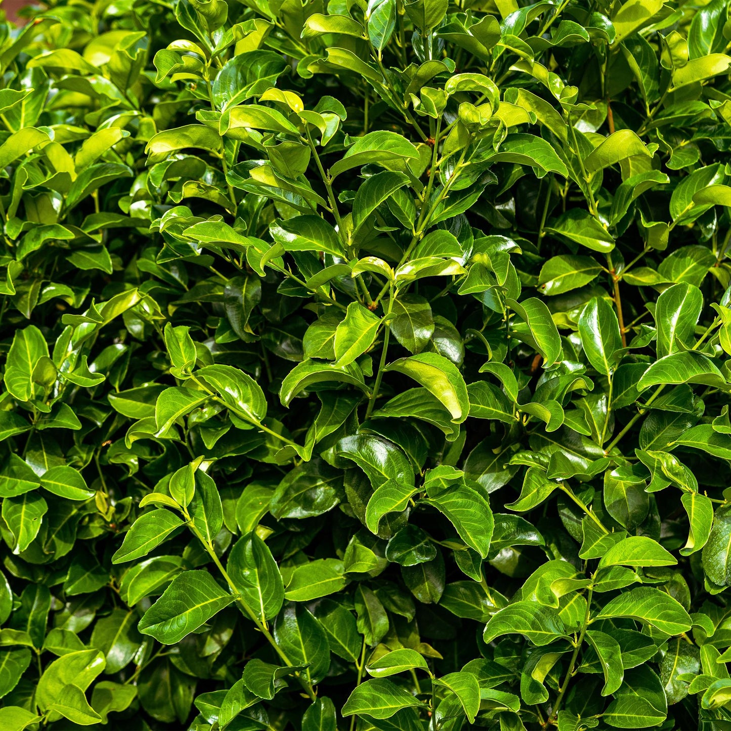 Green boutiQ - Hedge plants - Prunus laurocerasus Rotundifolia - leaf green - 8 plants - 1 linear meter - evergreen - pot 9cm height 30-35cm
