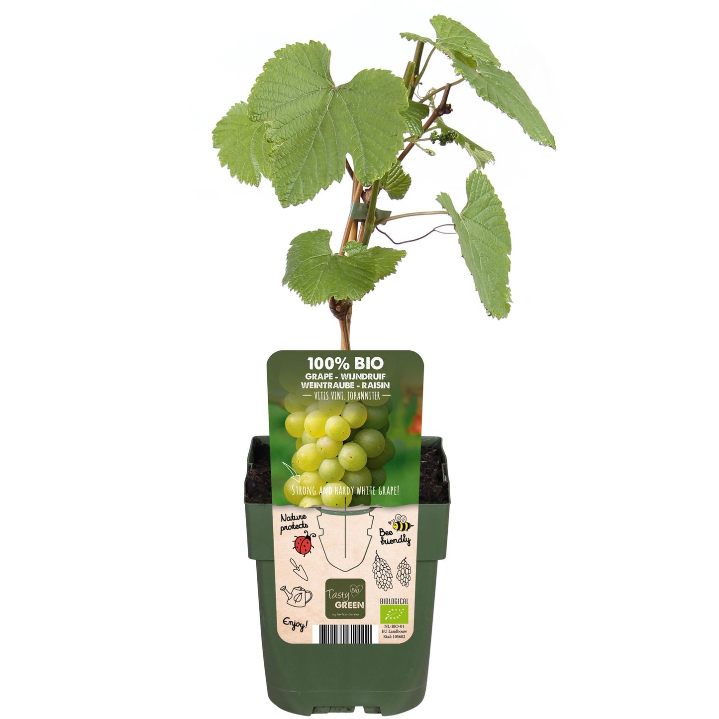 Vitis vinifera 'Johanniter' - White Grape - Ø13cm - ↕45cm
