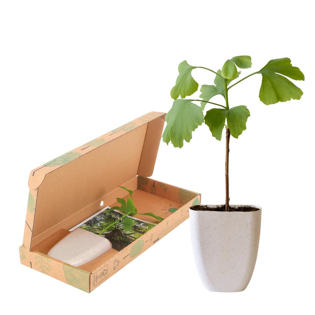 Baum des Lebens - Ginkgo Biloba im Briefkastenkarton mit Informationsheft