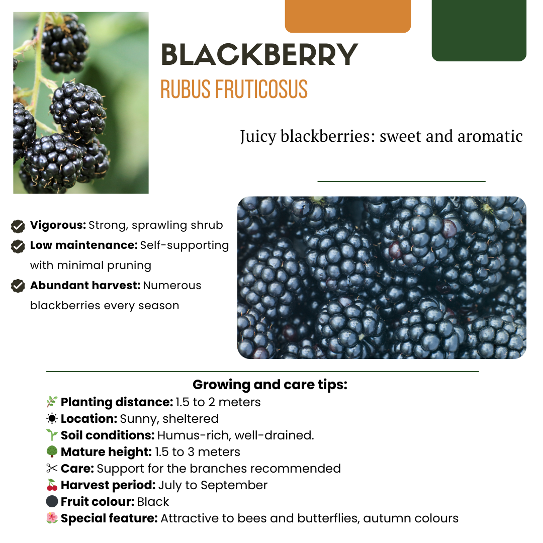 "Summer Fruits" BIO Fruit Plants Mix Set of 4 Different Types