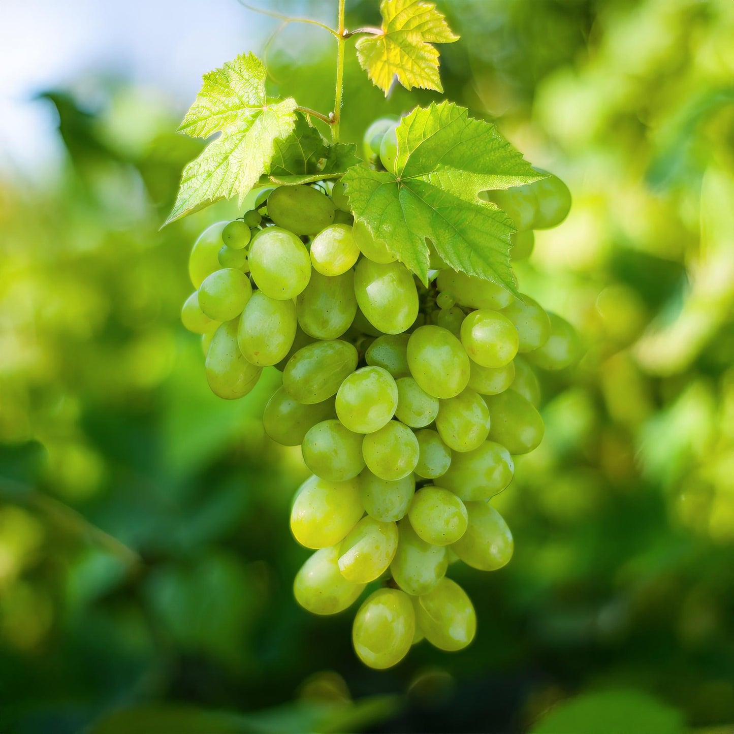 Green boutiQ - Fruit plant - White Grape - Vitis vinifera Himrod - Seedless - 2 plants - Pot 15cm Height 50cm