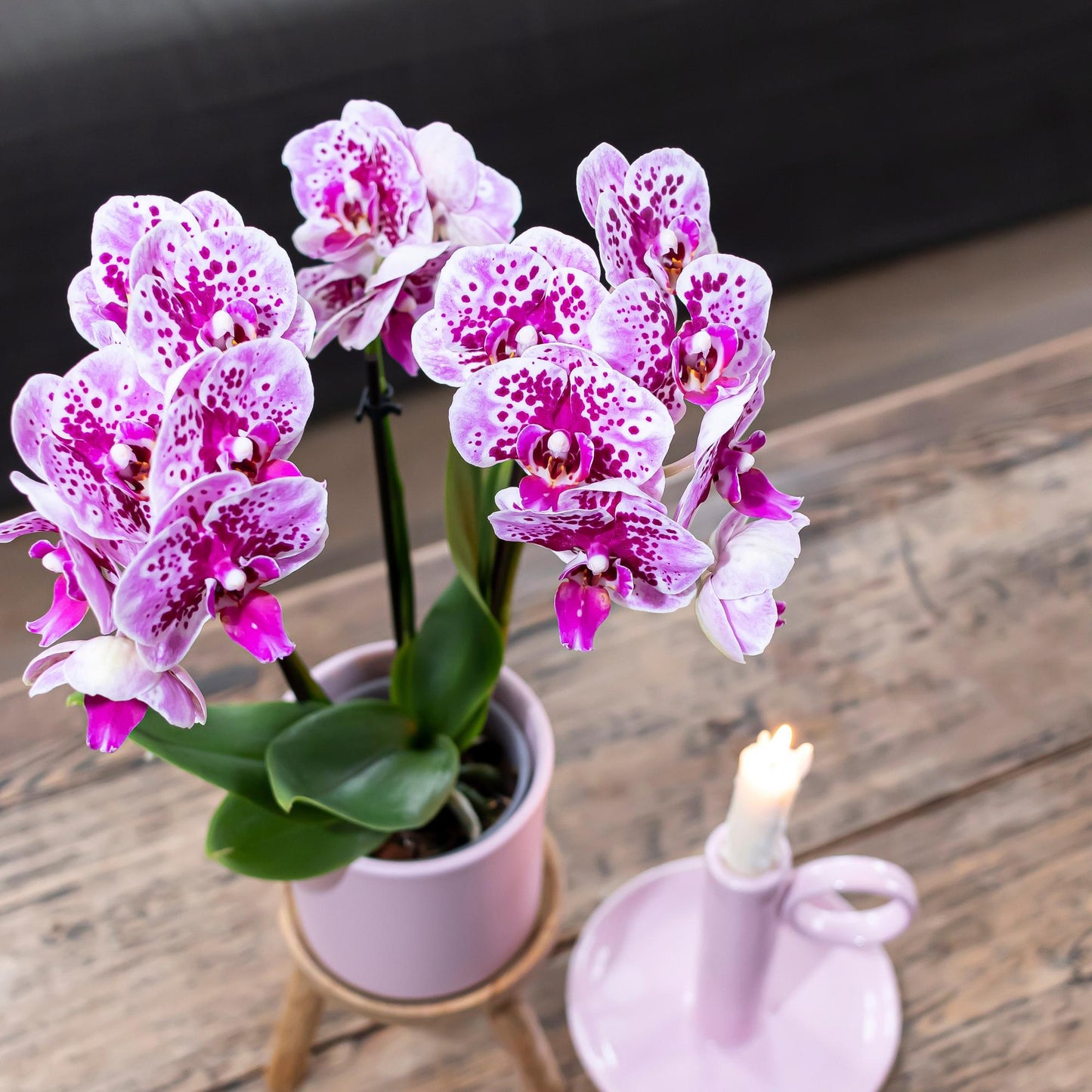 Kolibri Orchids | Pink-purple phalaenopsis orchid pot size Ø9cm | El Salvador | flowering houseplant - fresh from the grower