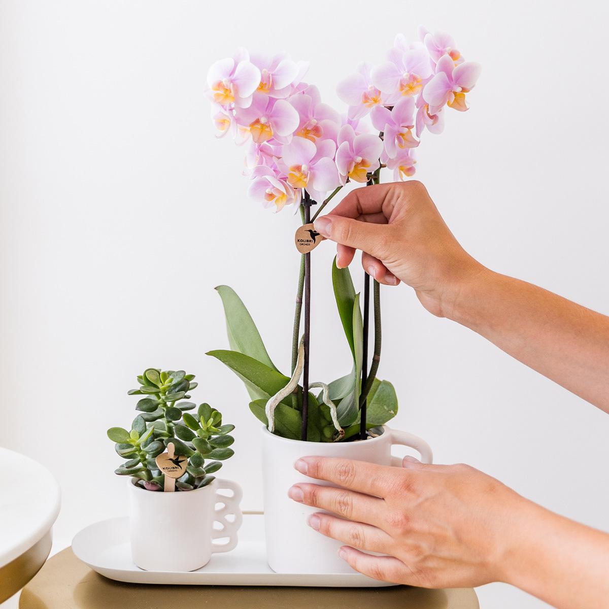 Surprise box mix - plant advantage box - surprise box with 4 different orchids ø9cm