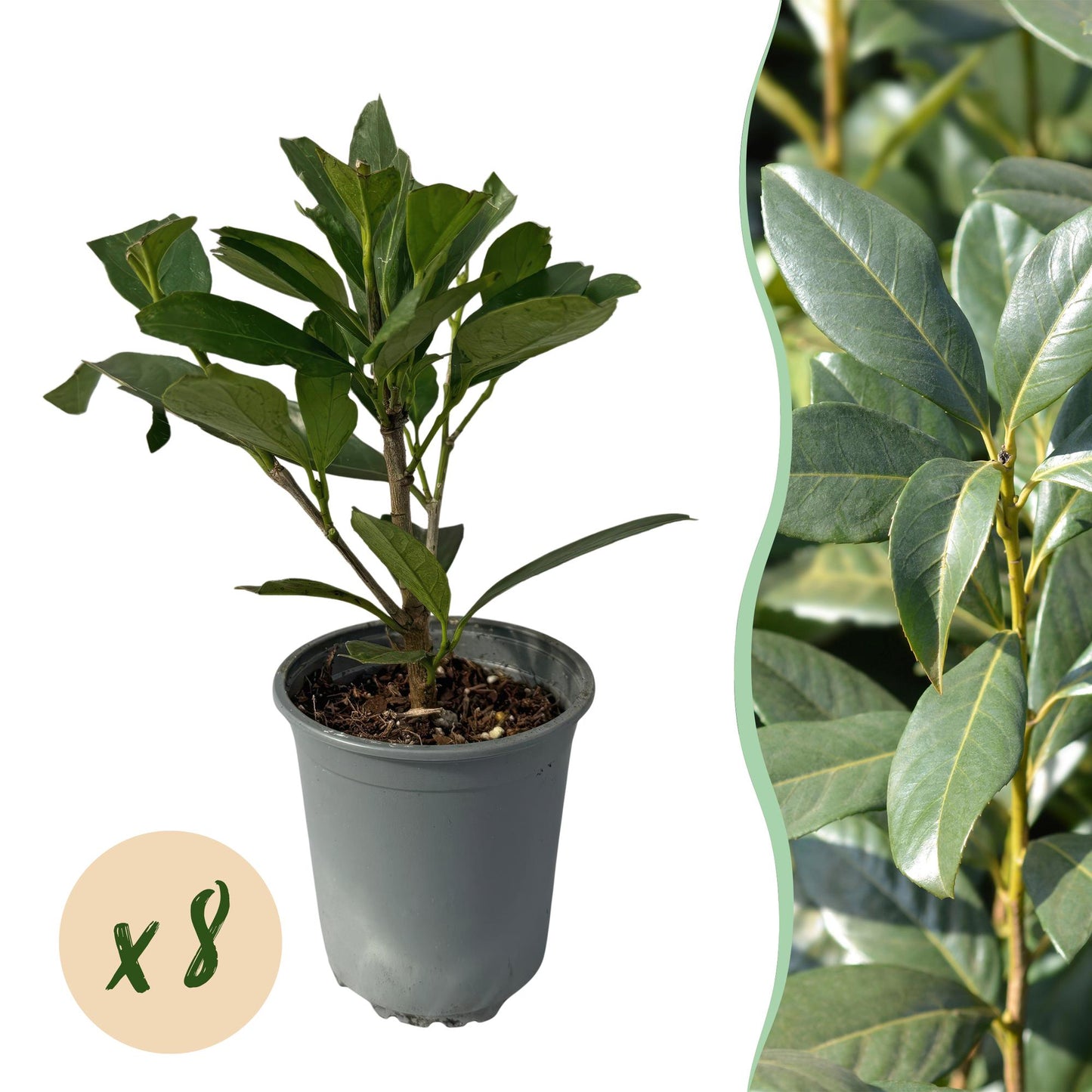Green boutiQ - Hedge plants - Prunus laurocerasus Caucasica - green leaf - 8 plants - 1 linear meter - evergreen - pot 9cm height 30-35cm