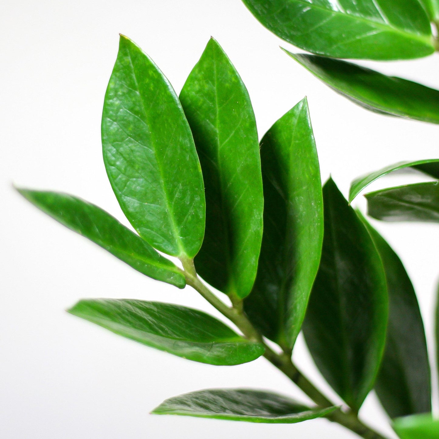 Zamioculcas Zamiifolia with Sofia basket natural - 80cm - Ø21