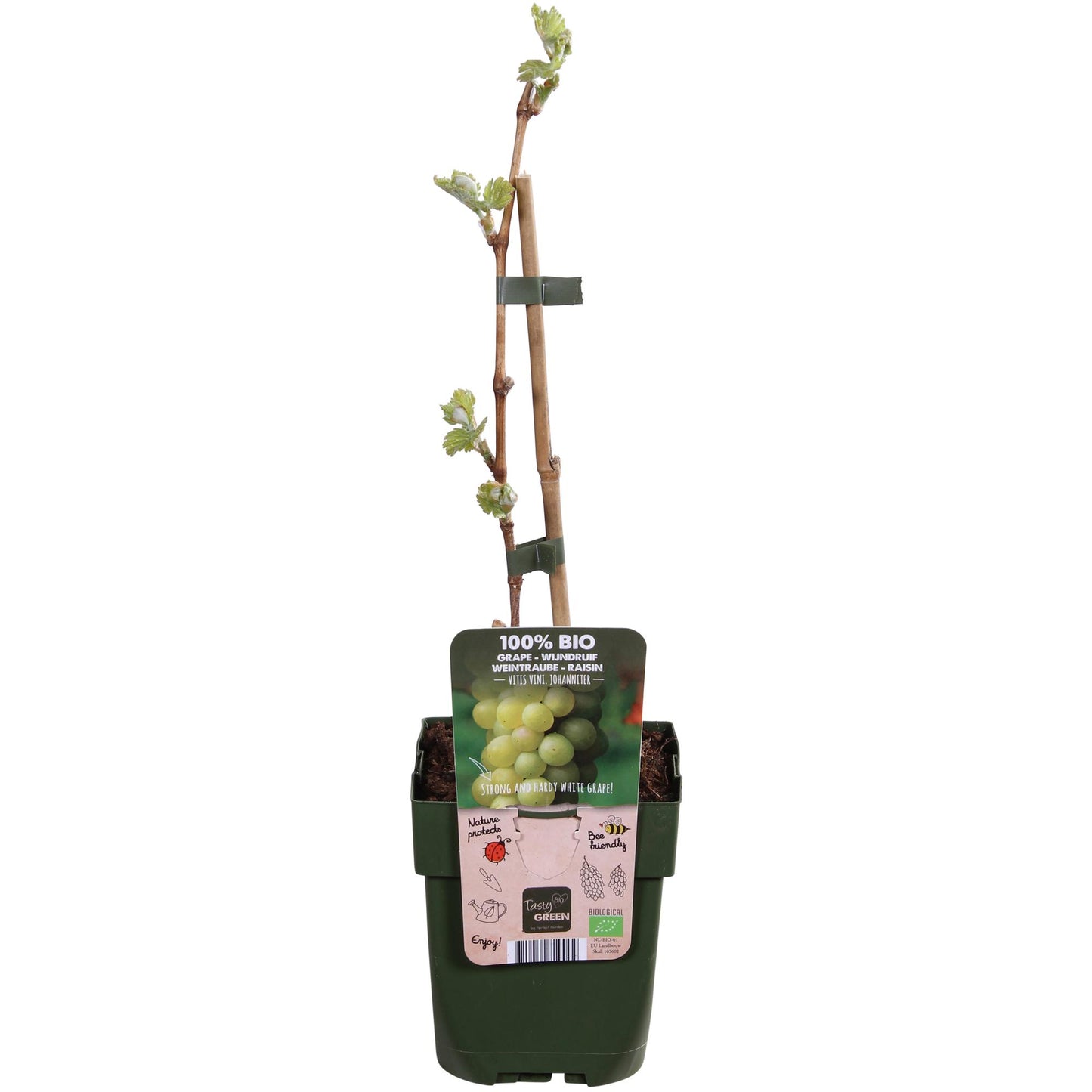 Vitis vinifera 'Johanniter' - White Grape - Ø13cm - ↕45cm