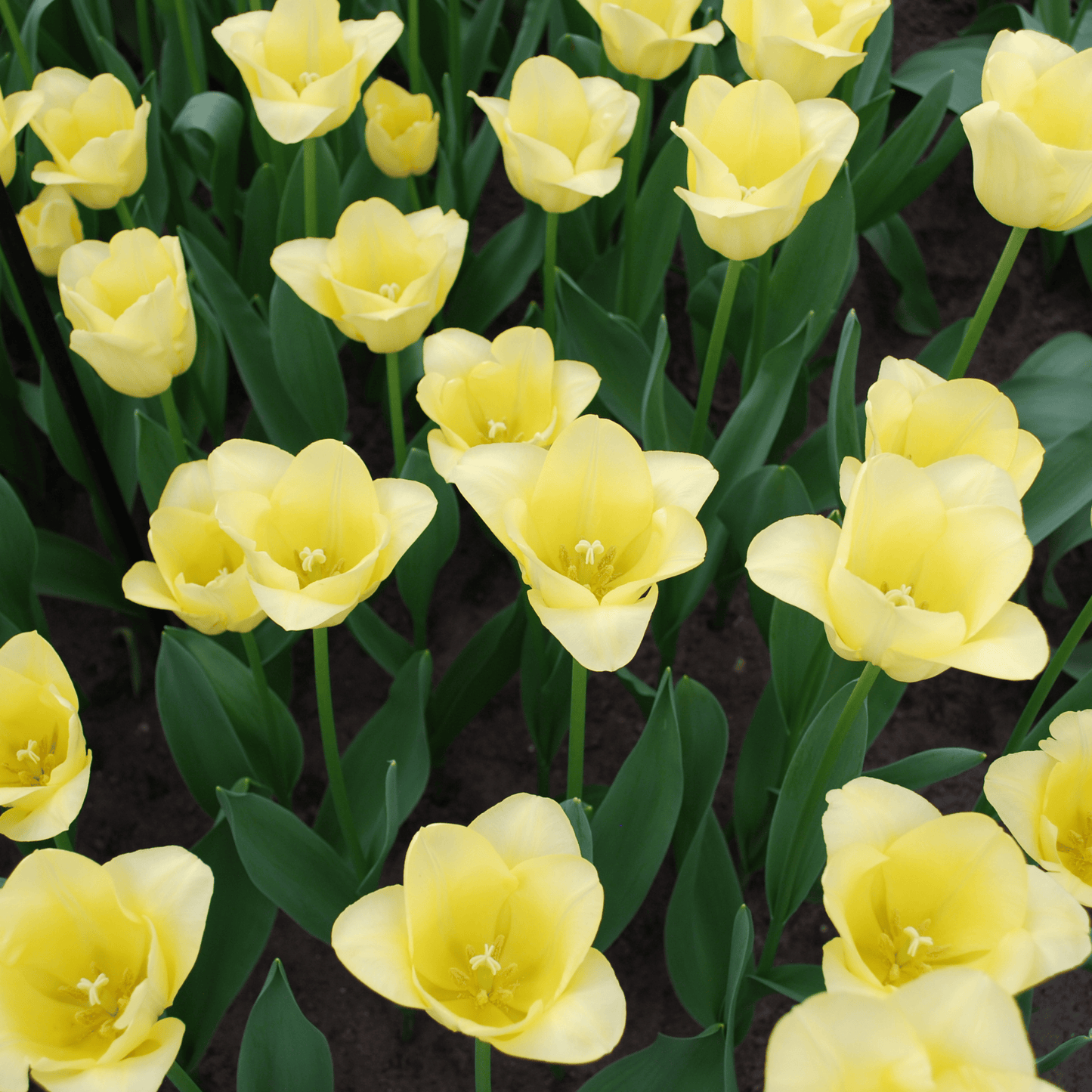 Tulpenbollen World Friendship – 20 Stuks
