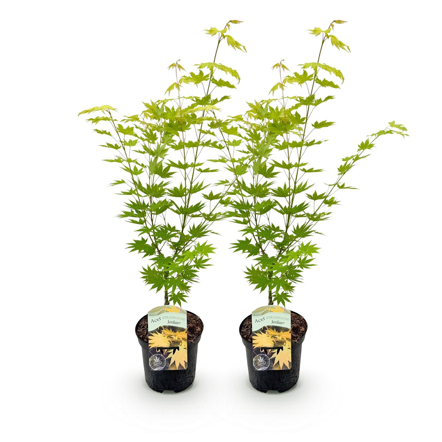 Green boutiQ - Terrace plant - Japanese Maple - Acer palmatum Jordan - Yellow - 2 Plants - Deciduous - Pot 19cm Height 70cm