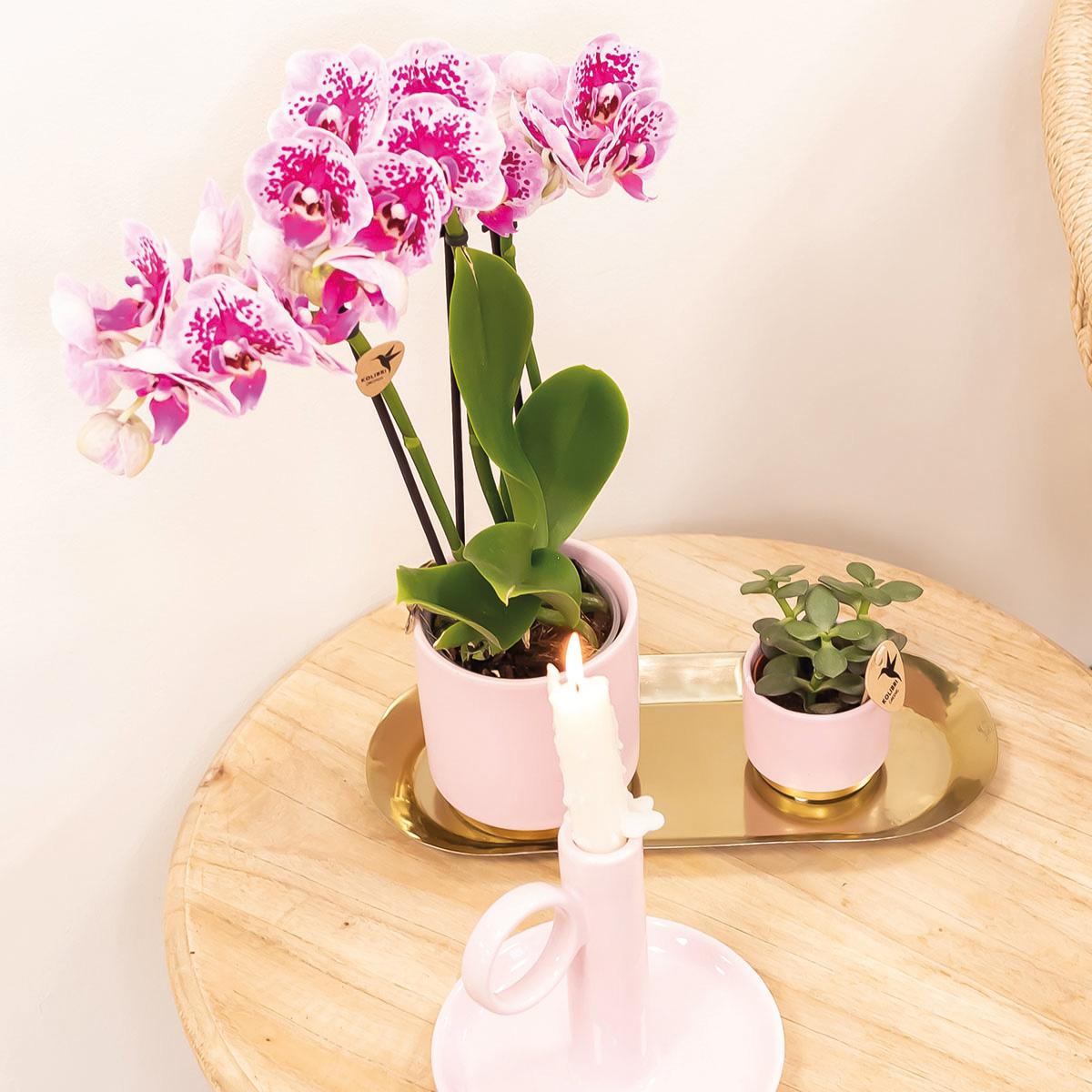 Kolibri Orchids | Pink-purple phalaenopsis orchid pot size Ø9cm | El Salvador | flowering houseplant - fresh from the grower