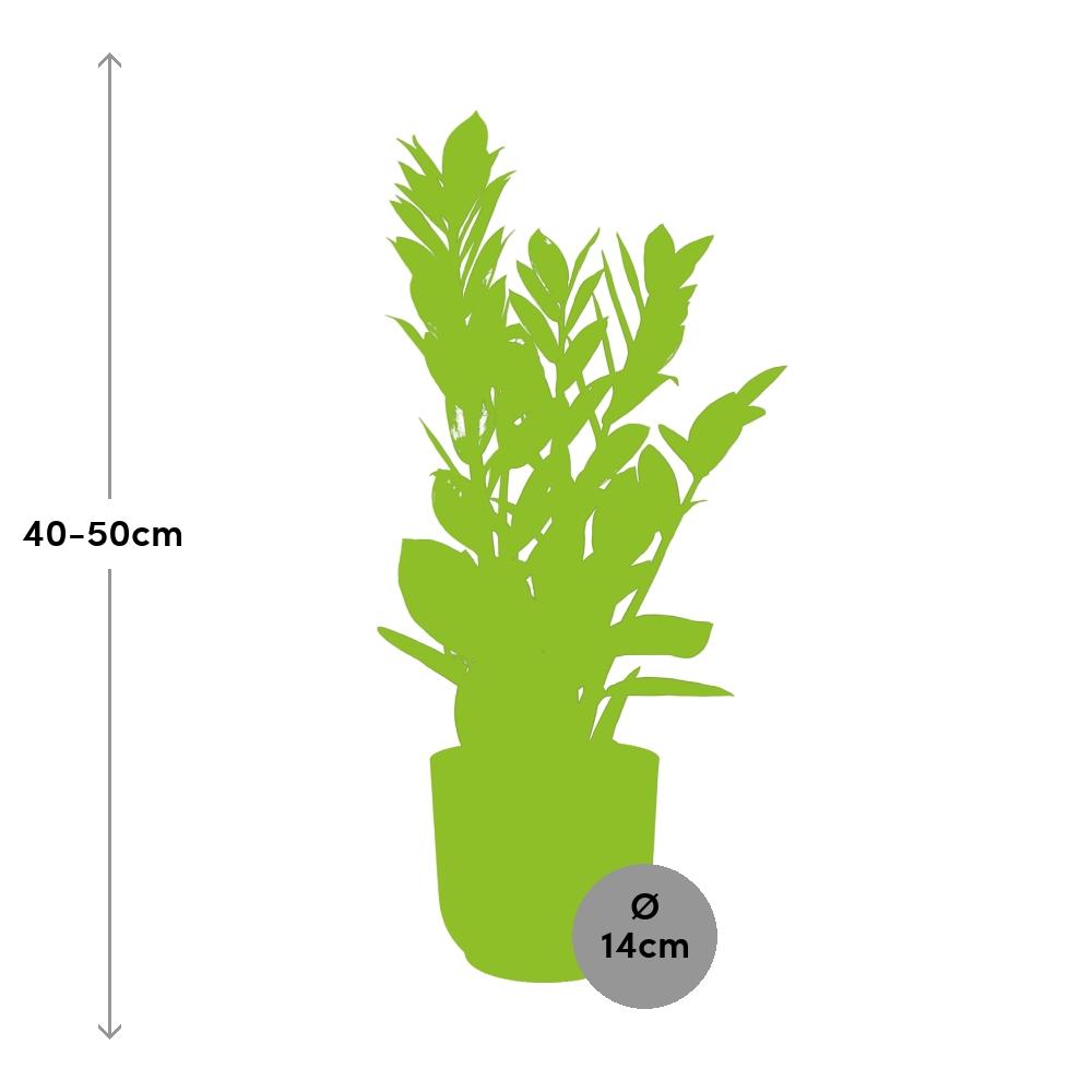 Zamioculcas – Height 45-50 in ELHO Vibes Fold 14cm pink