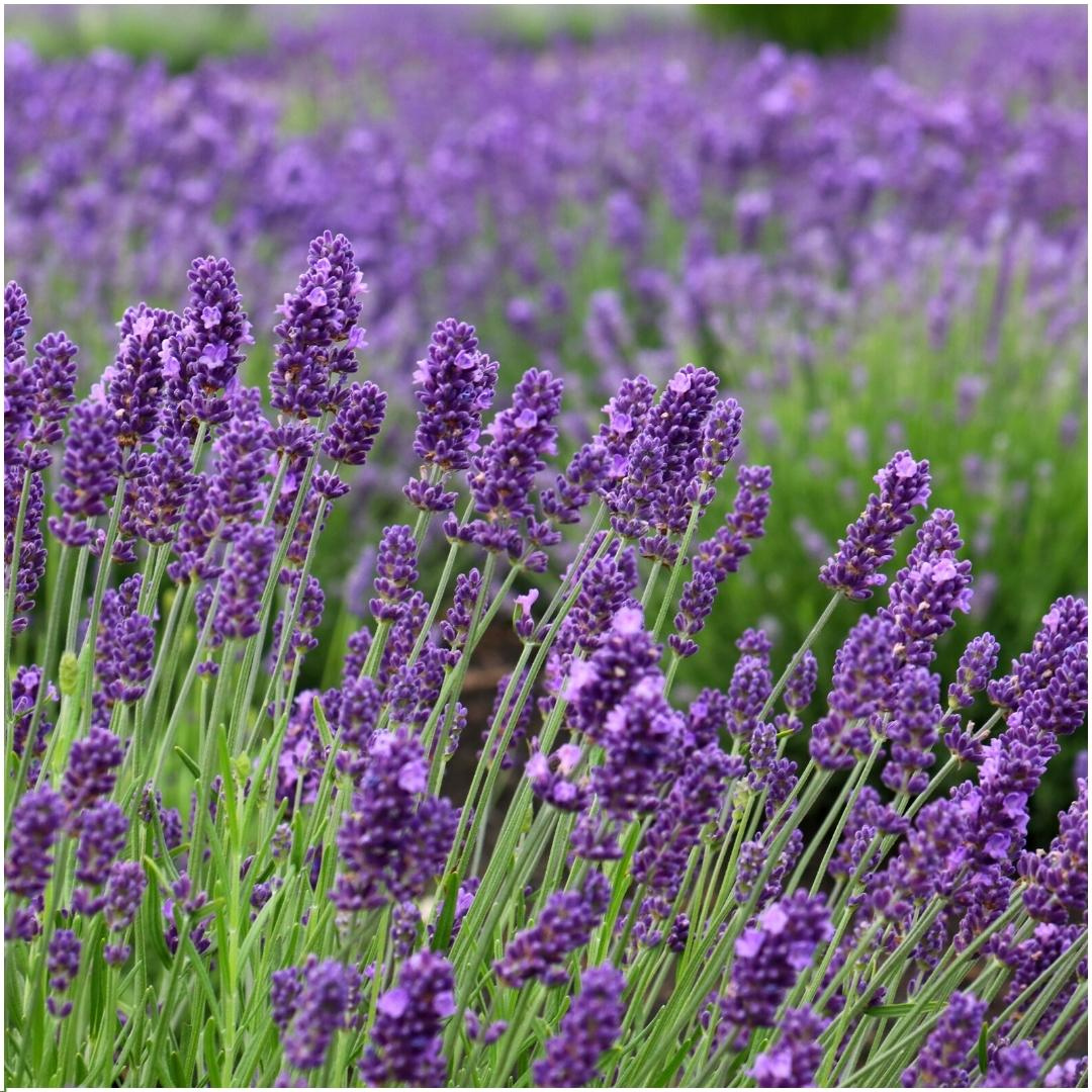 6x Lavandula angustifolia Felice® - 12 cm pot - Set of 6 Lavender plants