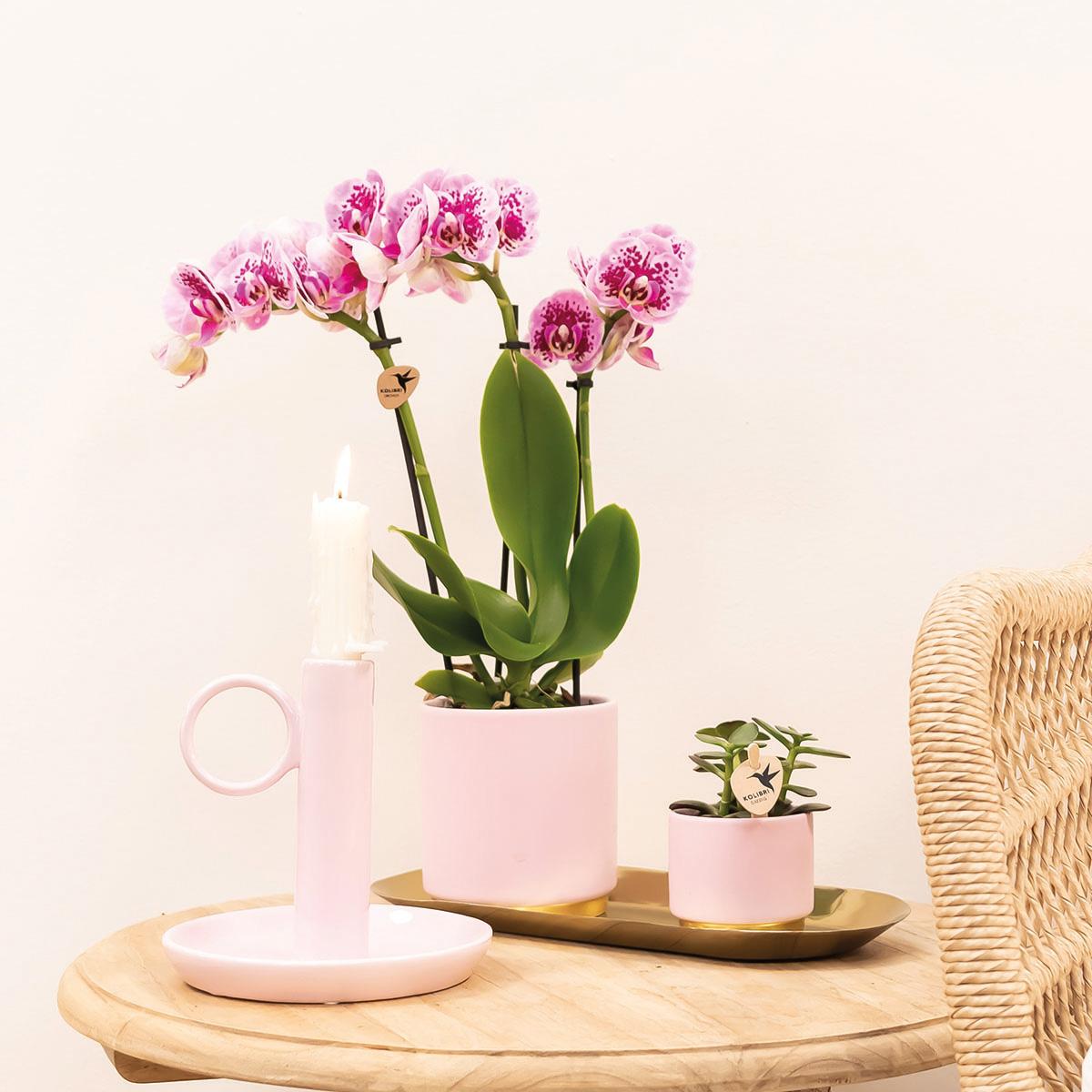 Kolibri Orchids | COMBI DEAL of 4 pink purple phalaenopsis orchids - El Salvador - pot size Ø9cm | flowering houseplant - fresh from the grower