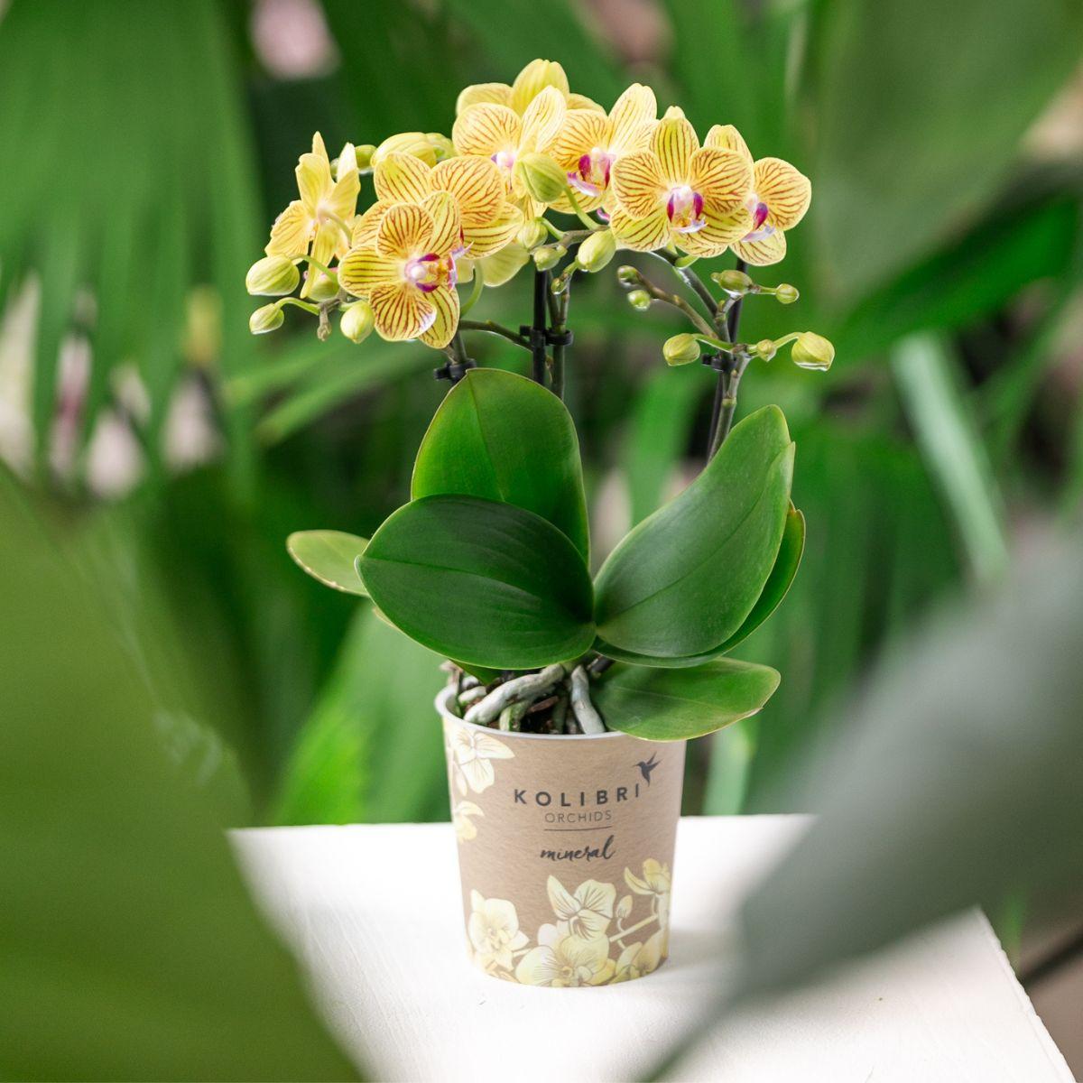 Gele Phalaenopsis orchidee - Lima - potmaat Ø9cm