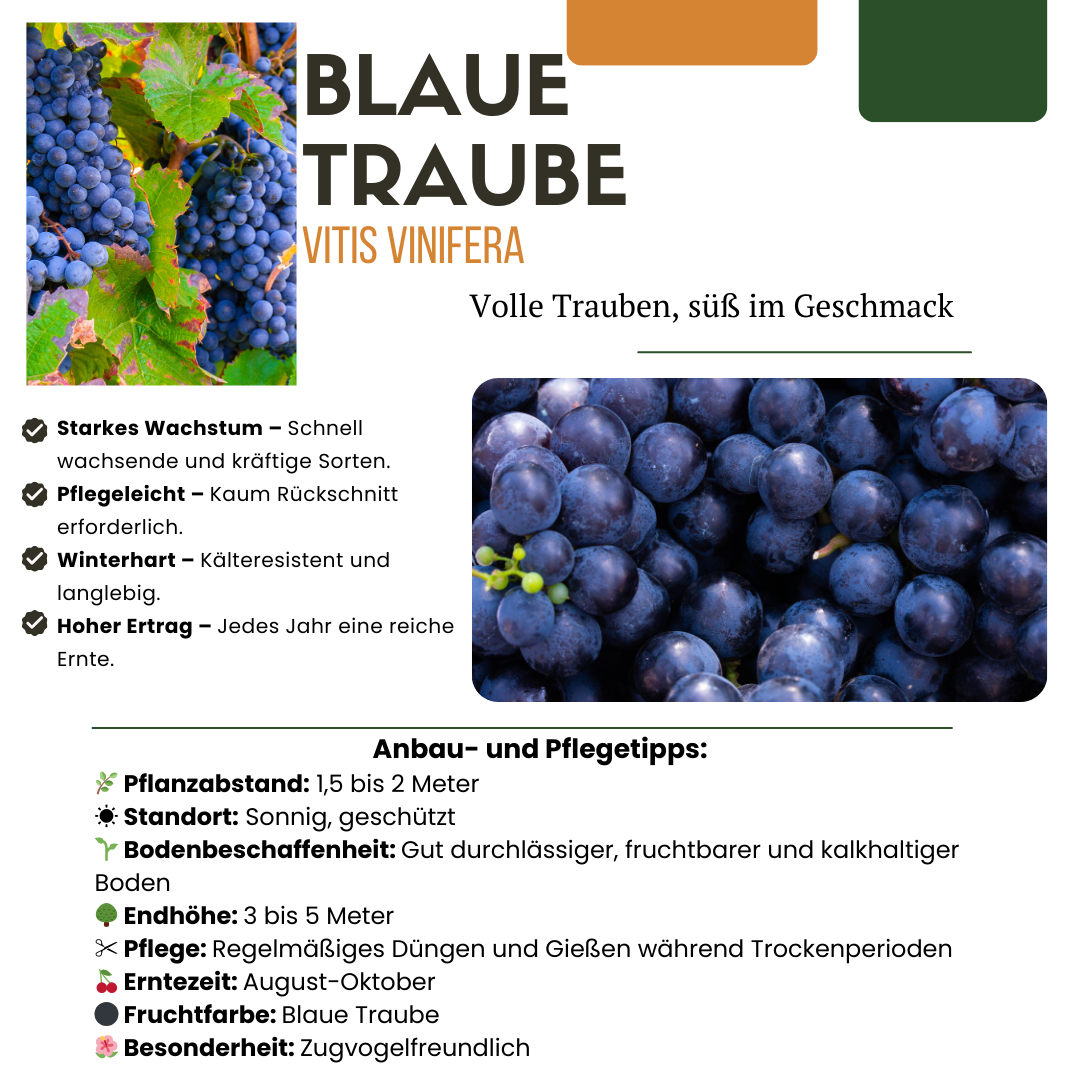 "Fruit Oasis" BIO Fruit Plants Mix Set of 5 Different Types