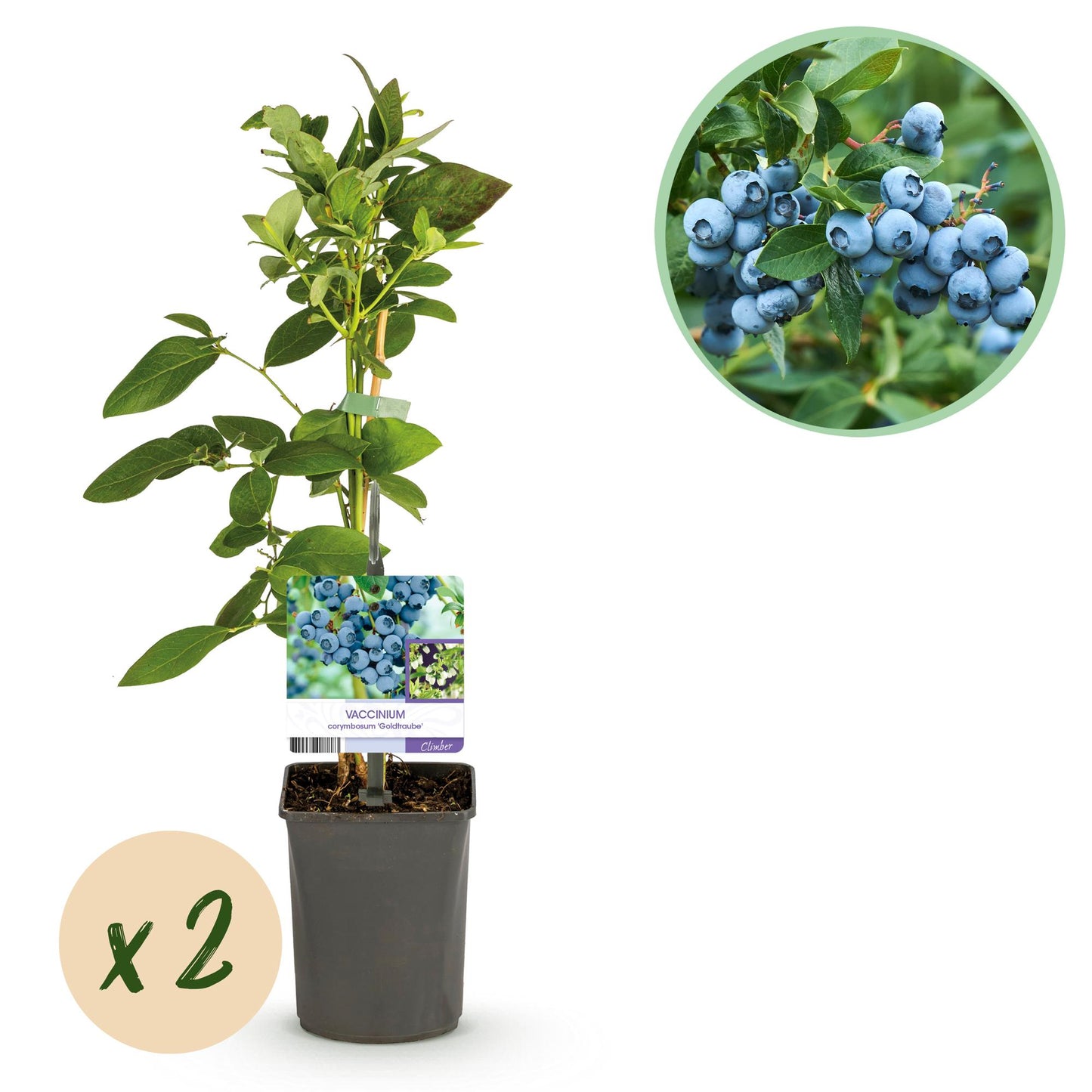 Green boutiQ - Fruit plant - Blueberry - Vaccinium corymbosum Goldtraube - Blueberry - Thornless - 2 plants - Pot 11cm Height 40cm