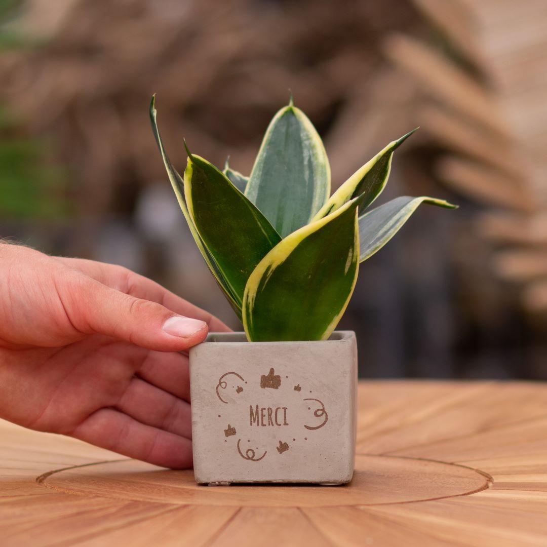 Congreet plant pots + Sansevieria | Thanks