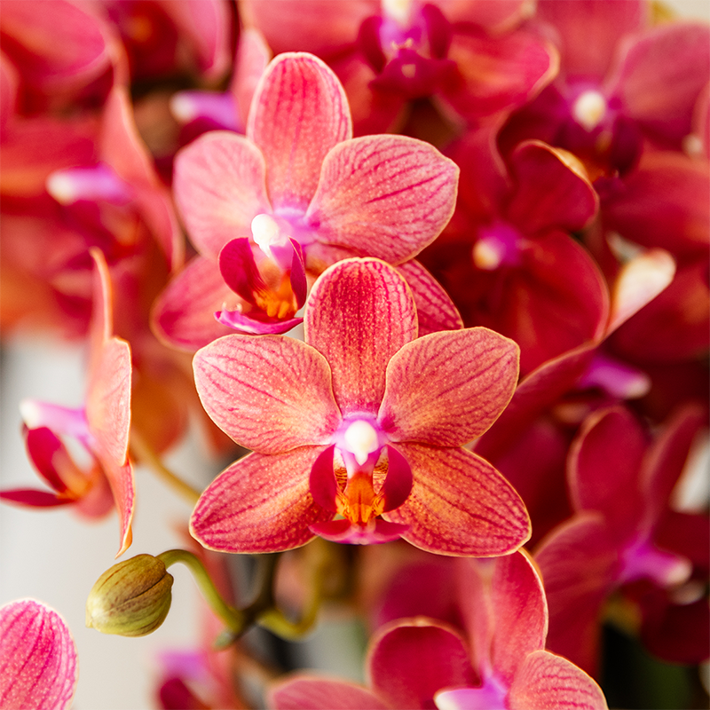 Surprise box mix - single-colored plant advantage box - surprise box with 2 orchids ø9cm