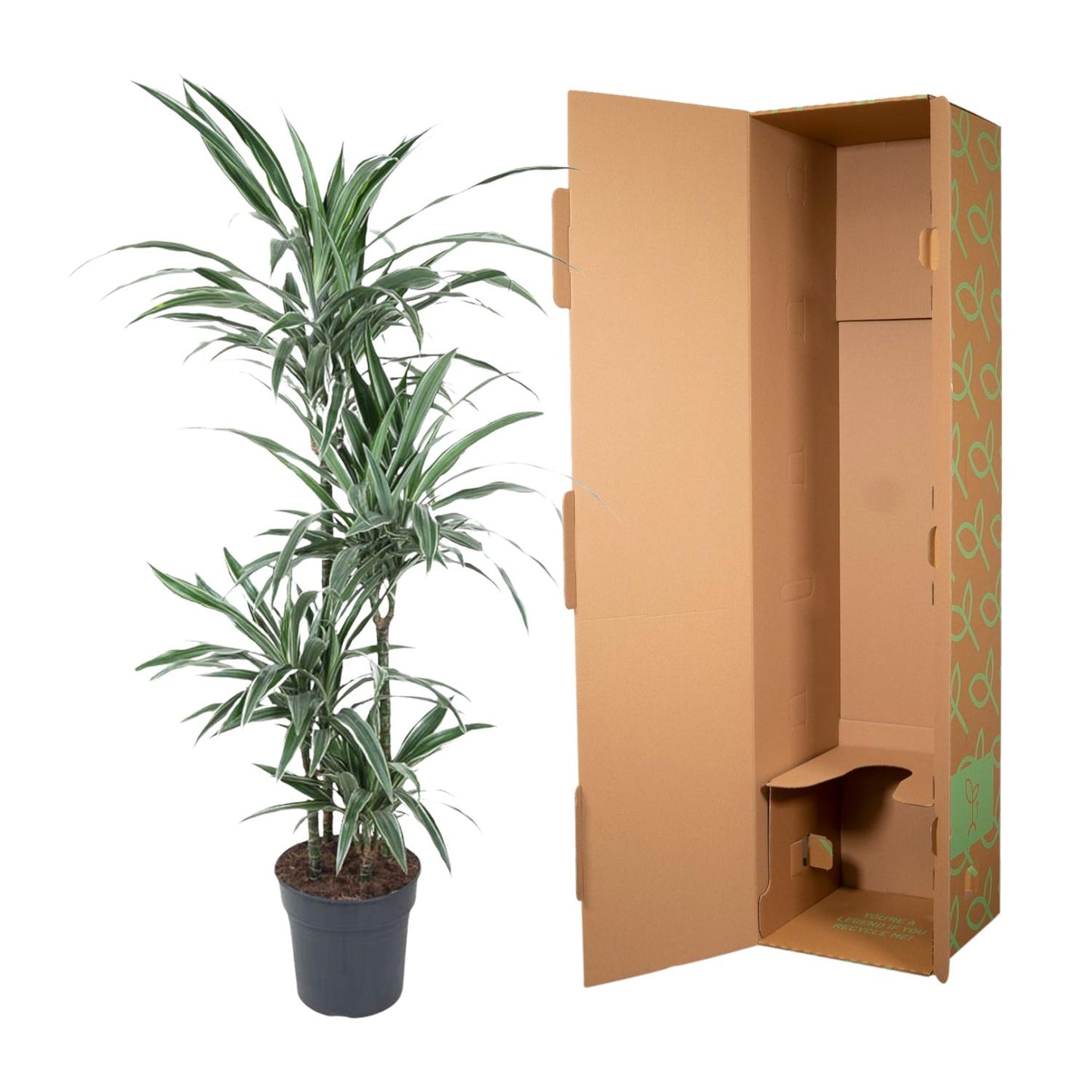 Dracaena Warneckei - 145 cm - ø24