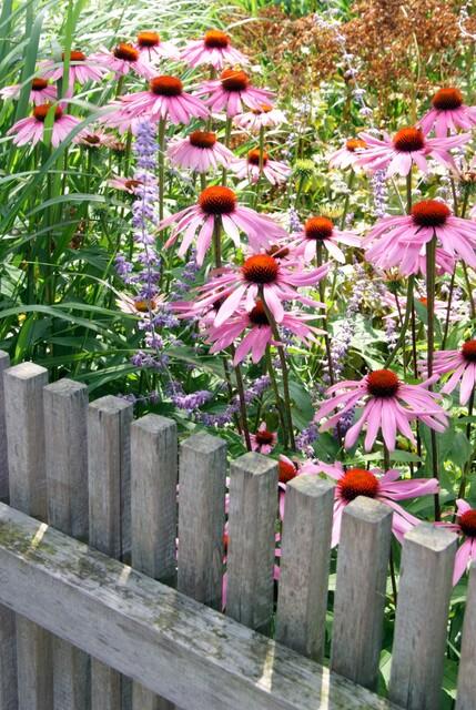20x Echinacea p. 'Magnus' - ↕10-25cm - Ø9cm